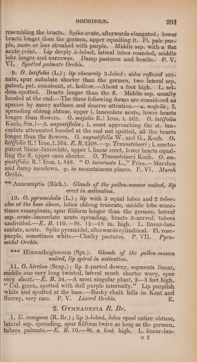 En ee od i A ae | | { | | ; ) ORCHIDEX. 291 resembling the bracts. Spike ovate, afterwards elongated ; lower bracts, longer than the germen, upper equalling it. Fl. pale pur- ple, more.or less streaked with purple. Middle sep. witha: flat acute point. Lip deeply 3-lobed, lateral lobes rounded, middle lobe longer and narrower. Damp pastures and heaths. P. V2 9. O. latifolia (L.); lip obscurely 3-lobed : sides reflexed cre- nate, spur subulate shorter than the germen, two lateral sep. patent, pet. connivent, st. hollow.—About a -foot high. Le sel- hooded at the end.—The three following forms are considered as species by many authors and deserve attention.—z. majalis; 1, spreading oblong obtuse, upper 1. lanceolate acute, lower bracts longer than flowers. O. majalis R.! Icon. t. 563. O. latifolia Koch, Sm.!—. angustifolia; 1. erect approaching the st. lan- ceolate attenuated hooded at the end not spotted, all the bracts longer than the flowers. O. angustifolia W. and G., Koch. O. latifolia R.' Icon.t.564. EF. B.2308.—y. Traunsteineri ; l. erecto~ patent linear-lanceolate, upper 1. linear erect, lower bracts equal ling the fl. upper ones shorter. O. Traunsteineri Koch. O. an- gustifolia R.! Icon. t. 848. “ O. incarnata L.,” Fries.—-Marshes and damp meadows. y. in mountainous places. P. VI. Marsh ** Anacamptis (Rich.). Glands of the pollen-masses united, lip | erect in estivation. 10. O. pyramidalis (L.) ; lip with 3 equal lobes and 2 tuber= cles at the base above, lobes oblong truncate, middle lebe some- sep. ovate-lanceolate acute spreading, bracts 3-nerved. tubers undivided.—E. B. 110,—St. 12—18 in. high. L. linear-lan- purple, sometimes white.—Chalky pastures. P. VII. Pyra- _*** Himanthoglossum (Spr.). Glands of the pollen-masses united, lip spiral in estivation. 11. O. hircina (Scop.) ; lip 3-parted downy, segments linear, middle one very long twisted, lateral much shorter wavy, spur ““Cal. green, spotted with dull purple internally.”” Lip purplish Bushy chalk hills in Kent and Surrey, very rare. P.V. Lizard Orchis. E. 2. GYMNADENIA R. Br. 1, G. conopsea (R. Br.) ; lip 3-lobed, lobes equal entire obtuse, lateral sep. spreading, spur filiform twice as long as the germen, tubers palmate.—H. B.10.—St. a foot high. L. linear-lan-