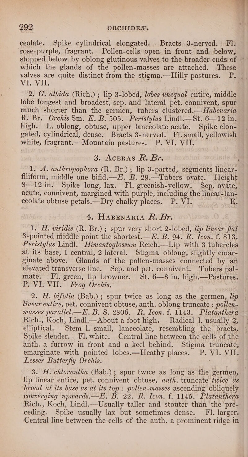 ceolate. Spike cylindrical elongated. . Bracts 3-nerved. FI. rose-purple, fragrant. Pollen-cells open in front and below, which the glands of the pollen-masses are attached. These Vilav ie 2. G. albida (Rich.) ; lip 3-lobed, lobes unequal entire, middle lobe longest and broadest, sep. and lateral pet. connivent, spur much shorter than the germen, tubers clustered.—Habenaria R. Br. Orchis Sm. E. B. 505. Peristylus Lindl.—St. 6—12 in. high. L. oblong, obtuse, upper lanceolate acute. Spike elon- gated, cylindrical, dense. Bracts 3-nerved. Fl. small, yellowish white, fragrant.—Mountain pastures. P. VI. VII. 3. AcerRAS R. Br. filiform, middle one bifid—H. B. 29.—Tubers ovate. Height acute, connivent, margined with purple, including the linear-lan- ceolate obtuse petals—Dry chalky places. P. VI. Kk. 4. HABENARIA RA. Br. 1. H. viridis (R. Br.) ; spur very short 2-lobed, lip linear flat 3-pointed middle point the shortest.—E. B. 94. R. Icon. f. 813. Peristylus Lindl. Himantoglossum Reich.—Lip with 3 tubercles at its base, 1 central, 2 lateral. Stigma oblong, slightly emar- ginate above. Glands of the pollen-masses connected by an elevated transverse line. Sep. and pet. connivent. Tubers pal- mate. Fl. green, lip browner. St. 6—8 in. high.—Pastures. P. VI. VII. Frog Orchis. 2. H. bifolia (Bab.) ; spur twice as long as the germen, lip linear entire, pet. connivent obtuse, anth. oblong truncate : pollen- masses parallel.—E. B. S. 2806. R. Icon. f. 1143. Platanthera Rich., Koch, Lindl.—About a foot high. Radical 1. usually 2, elliptical. Stem |. small, lanceolate, resembling the bracts. Spike slender. Fl. white. Central line between the cells of the anth. a furrow in front and a keel behind. Stigma truncate, emarginate with pointed lobes.—Heathy places. P. VI. VII. Lesser Butterfly Orchis. . : 3. H. chlorantha (Bab.) ; spur twice as long as the germen, lip linear entire, pet..connivent obtuse, anth. truncate twice as broad at its base as at its top: pollen-masses ascending obliquely converging upwards.—E, B, 22. R. Icon. f. 1145. Platanthera Rich., Koch, Lindl.—Usually taller and stouter than the pre- ceding. Spike usually lax but sometimes dense. FI. larger. Central line between the cells of the anth. a prominent ridge in