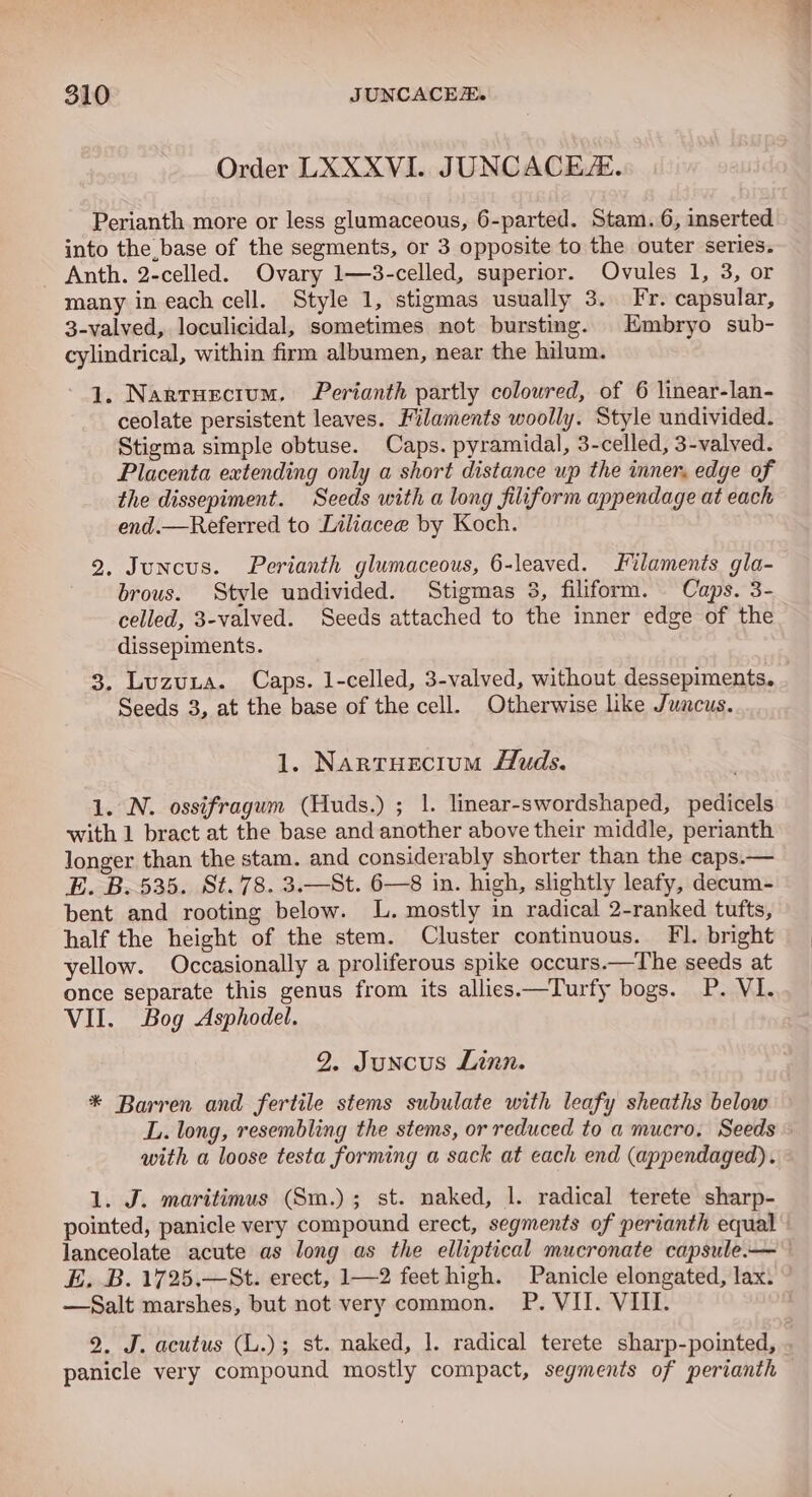 Order LXXXVI. JUNCACE. Perianth more or less glumaceous, 6-parted. Stam. 6, inserted into the base of the segments, or 3 opposite to the outer series. Anth. 2-celled. Ovary 1—3-celled, superior. Ovules 1, 3, or many in each cell. Style 1, stigmas usually 3. Fr. capsular, 3-valved, loculicidal, sometimes not bursting. Embryo sub- cylindrical, within firm albumen, near the hilum. 1. Nartuecium, Perianth partly coloured, of 6 linear-lan- ceolate persistent leaves. Filaments woolly. Style undivided. Stigma simple obtuse. Caps. pyramidal, 3-celled, 3-valved. Placenta extending only a short distance up the inner, edge of the dissepiment. Seeds with a long filiform appendage at each end.—Referred to Liliacee by Koch. 2. Juncus. Perianth glumaceous, 6-leaved. Filaments gla- brous. Style undivided. Stigmas 3, filiform. Caps. 3- celled, 3-valved. Seeds attached to the inner edge of the dissepiments. 3. Luzuta. Caps. 1-celled, 3-valved, without dessepiments. Seeds 3, at the base of the cell. Otherwise like Juncus. 1. Nartuecium Huds. 1. N. ossifragum (Huds.) ; 1. linear-swordshaped, pedicels with 1 bract at the base and another above their middle, perianth longer than the stam. and considerably shorter than the caps.— E. B. 535. St. 78. 3.—St. 6—8 in. high, slightly leafy, decum- bent and rooting below. lL. mostly in radical 2-ranked tufts, half the height of the stem. Cluster continuous. Fl. bright yellow. Occasionally a proliferous spike occurs.—The seeds at once separate this genus from its allies.—Turfy bogs. P. VI. VII. Bog Asphodel. 2. Juncus Linn. * Barren and fertile stems subulate with leafy sheaths below L. long, resembling the stems, or reduced to a mucro. Seeds with a loose testa forming a sack at each end (appendaged). 1. J. maritimus (Sm.); st. naked, 1. radical terete sharp- pointed, panicle very compound erect, segments of perianth equal lanceolate acute as long as the elliptical mucronate capsule.— E. B. 1725.—St. erect, 1—2 feet high. Panicle elongated, lax. —Salt marshes, but not very common. P. VII. VIII. 2. J. acutus (L.); st. naked, 1. radical terete sharp-pointed, panicle very compound mostly compact, segments of perianth