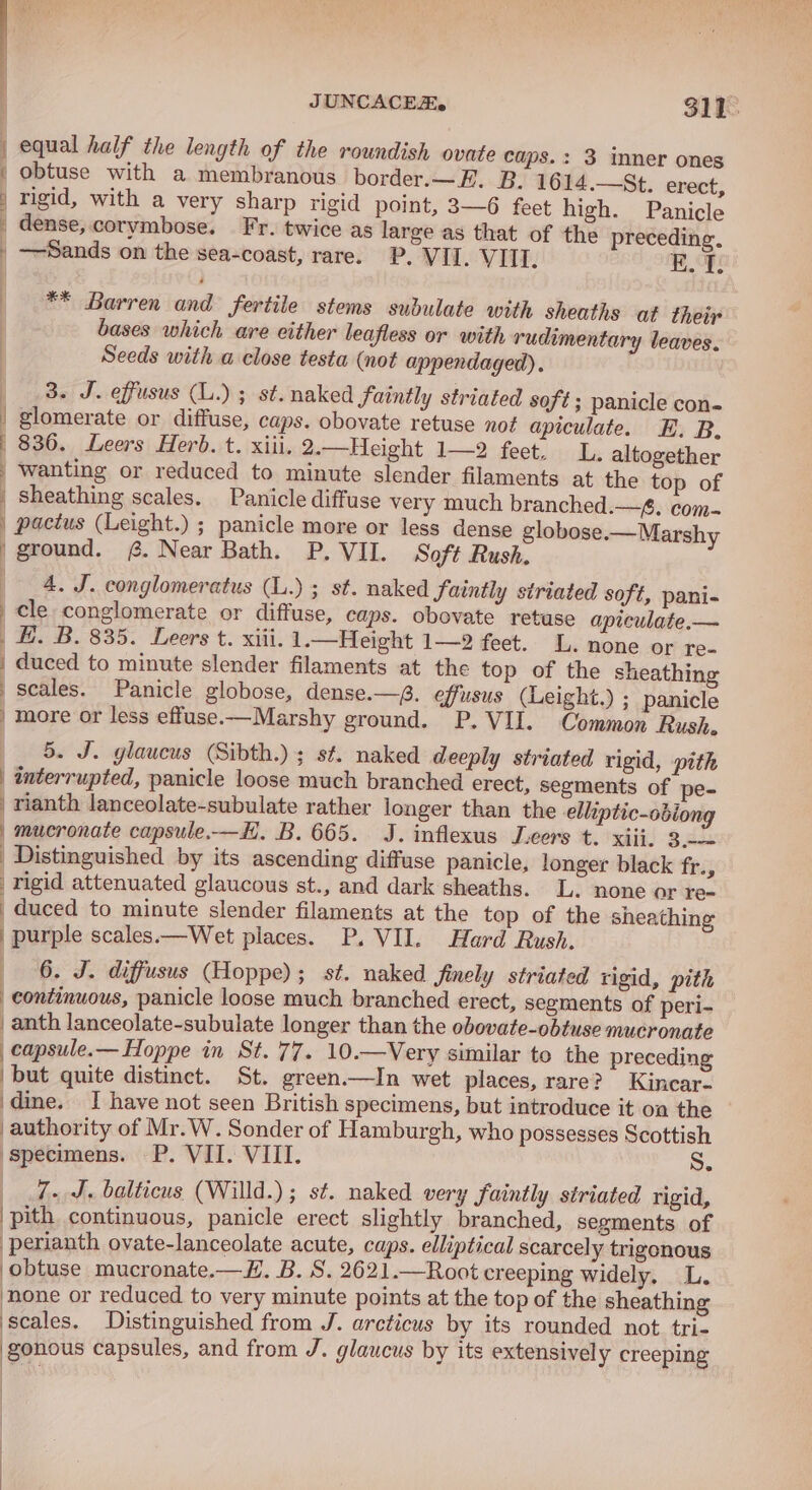 equal half the length of the roundish ovate caps.: 3 inner ones obtuse with a membranous border.—E. B. 1614.—St. erect, rigid, with a very sharp rigid point, 3—6 feet high. Panicle dense, corymbose. Fr. twice as large as that of the preceding. —Sands on the sea-coast, rare. P. VII. VITI. EF: ** Barren and fertile stems subulate with sheaths at their bases which are either leafless or with rudimentary leaves. Seeds with a close testa (not appendaged). 38. J. effusus (L.); st. naked faintly striated soft; panicle con- | glomerate or diffuse, caps. obovate retuse not apiculate. E. B. ' 836. Leers Herb. t. xiii. 2.—Height 1—2 feet, Li altogether wanting or reduced to minute slender filaments at the top of | sheathing scales. Panicle diffuse very much branched.—. com- a Ss ee a | pactus (Leight.) ; panicle more or less dense globose.—Marshy ground. @. Near Bath. P. VII. Soft Rush. 4. J. conglomeratus (L.) ; st. naked Saintly striated soft, pani- cle conglomerate or diffuse, caps. obovate retuse apiculate.— | £. B. 835. Leers t. xiii. 1.—Height 1—2 feet. L. none or re- | duced to minute slender filaments at the top of the sheathing scales. Panicle globose, dense.—{. effusus (Leight.) ; panicle / more or less effuse.—Marshy ground. P. VII. Common Rush, 5. J. glaucus (Sibth.) ; st. naked deeply striated rigid, pith | tnterrupted, panicle loose much branched erect, segments of pe- | rianth lanceolate-subulate rather longer than the elliptic-obiong mucronate capsule.—H. B. 665. J. inflexus Jeers t. xiii. 3.-- | Distinguished by its ascending diffuse panicle, longer black fr., rigid attenuated glaucous st., and dark sheaths. L. none or re- duced to minute slender filaments at the top of the sheathing | purple scales.—Wet places. P. VII. Hard Rush. 6. J. diffusus (Hoppe); st. naked finely striated rigid, pith continuous, panicle loose much branched erect, segments of peri- _anth lanceolate-subulate longer than the obovate-obtuse mucronate -capsule.— Hoppe in St. 77. 10.—Very similar to the preceding but quite distinct. St. green.—In wet places, rare? Kincar- dine. I have not seen British specimens, but introduce it oa the authority of Mr.W. Sonder of Hamburgh, who possesses Scottish specimens. P. VII. VIII. S. 7. J, balticus (Willd.); st. naked very faintly striated rigid, pith continuous, panicle erect slightly branched, segments of perianth ovate-lanceolate acute, caps. elliptical scarcely trigonous obtuse mucronate.—H. B. S. 2621.—Root creeping widely, L. mone or reduced to very minute points at the top of the sheathing ‘scales. Distinguished from J. arcticus by its rounded not. tri- gonous capsules, and from J. glaucus by its extensively creeping