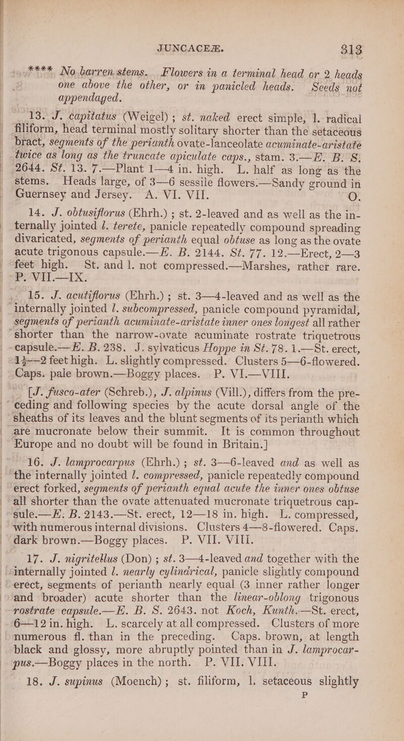 **** No. barren.stems. Flowers in a terminal head or 2 heads one above the other, or in panicled heads. Seeds not appendaged. 13. J. capitatus (Weigel) ; st. naked erect simple, 1. radical filiform, head terminal mostly solitary shorter than the setaceous bract, segments of the perianth ovate-lanceolate acuminate-aristate twice as long as the truncate apiculate caps., stam. 3.—E. B.S, 2644. St. 13. 7.—Plant 1—4 in. high. L. half as long as the stems. Heads large, of 3—6 sessile flowers:—Sandy ground in 14. J. obtusiflorus (Ehrh.) ; st. 2-leaved and as well as the in- ternally jointed J. terete, panicle repeatedly compound spreading divaricated, segments of perianth equal obtuse as long as the ovate acute trigonous capsule.—H. B. 2144. St. 77. 12.—Erect, 2—3 feet high. St. and 1. not compressed.—Marshes, rather rare. P. VII.—IX. 15. J. acutifiorus (Ehrh.) ; st. 3—4-leaved and as well as the segments of perzanth acuminate-aristate inner ones longest all rather capsule.—H. B.238. J. sylvaticus Hoppe in St. 78. 1.—St. erect, 13-2 feet high. L. slightly compressed. Clusters 5—6-flowered. Caps. pale brown.—Boggy places. P. VI.—VIII. [J. fusco-ater (Schreb.), J. alpinus (Vill.), differs from the pre- sheaths of its leaves and the blunt segments of its perianth which Europe and no doubt will be found in Britain.] 16. J. lamprocarpus (Ehrh.) ; st. 3—6-leaved and as well as the internally jointed l. compressed, panicle repeatedly compound erect forked, segments of perianth equal acute the inner ones obtuse all shorter than the ovate attenuated mucronate triquetrous cap- sule.—H. B. 2143.—St. erect, 12—18 in. high. L. compressed, with numerous internal divisions. Clusters 4—8-flowered. Caps. dark brown.—Boggy places. P. VII. VIII. 17. J. nigriteblus (Don) ; s¢. 3—4-leaved and together with the internally jointed l. nearly cylindrical, panicle slightly compound erect, segments of perianth nearly equal (3 inner rather longer and broader) acute shorter than the linear-oblong trigonous rostrate capsule-—E. B. S. 2643. not Koch, Kunth.—St. erect, 6—12in. high. L. scarcely at all compressed. Clusters of more numerous fl. than in the preceding. Caps. brown, at length pus.—Boggy places in the north. P. VII. VIII. 18. J. supinus (Moench); st. filiform, 1. setaceous slightly P