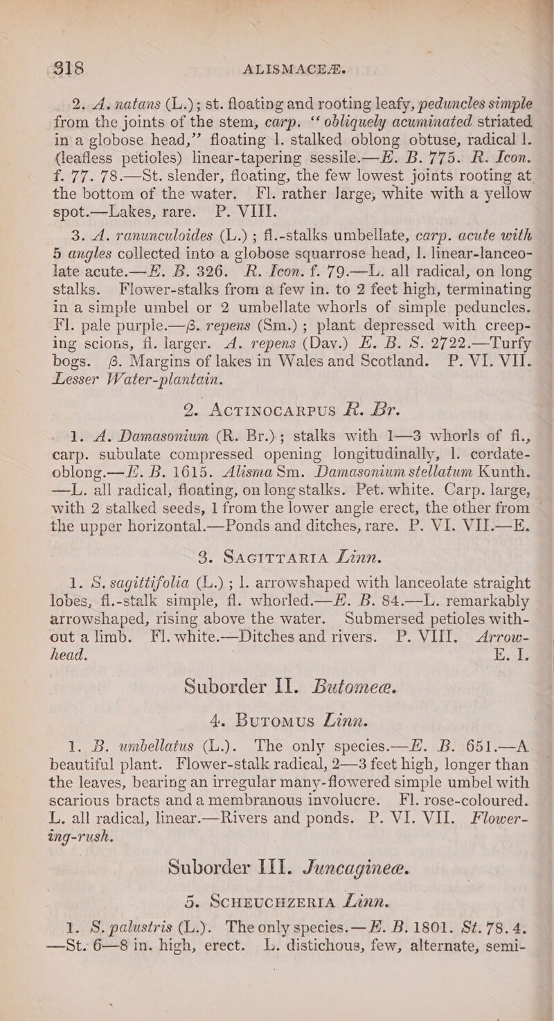 ' 2. A.natans (L.); st. floating and rooting leafy, peduncles simple from the joints of the stem, carp. ‘‘ obliquely acuminated striated. in a globose head,”’ floating 1. stalked oblong obtuse, radical 1. (leafless petioles) linear-tapering sessile.-—H. B. 775. R. Icon. f. 77. 78.—St. slender, floating, the few lowest joints rooting at the bottom of the water. Fl. rather Jarge, white with a yellow spot.—Lakes, rare. P. VIII. 3. dA. ranunculoides (L.) ; fl.-stalks umbellate, carp. acute with. 5 angles collected into a globose squarrose head, |. linear-lanceo- late acute.—H. B. 326. R. Icon. f. 79.—L. all radical, on long stalks. Flower-stalks from a few in. to 2 feet high, terminating in a simple umbel or 2 umbellate whorls of simple peduncles. Fl. pale purple.—. repens (Sm.) ; plant depressed with creep- ing scions, fi. larger. A. repens (Dav.) H. B. S. 2722.—Turfy bogs. #. Margins of lakes in Wales and Scotland. P. VI. VII. Lesser Water-plantain. $18 ALISMACE. 2. ActinocaRpPus Ff. Br. 1. A. Damasonium (R. Br.); stalks with 1—3 whorls of fi., carp. subulate compressed opening longitudinally, 1. cordate- oblong.—/Z. B. 1615. AlismaSm. Damasonium stellatum Kunth. —L. all radical, fioating, on long stalks. Pet. white. Carp. large, with 2 stalked seeds, 1 from the lower angle erect, the other from the upper horizontal—Ponds and ditches, rare. P. VI. VII.—E. 3. SAGITTARIA Linn. 1. S, sagittifolia (L.) ; 1. arrowshaped with lanceolate straight lobes, fi.-stalk simple, fl. whorled.—#H. B. 84.—L. remarkably arrowshaped, rising above the water. Submersed petioles with- out alimb. Fl. white——Ditches and rivers. P. VIII. Arrow- head. Te, eke Suborder Il. Butomee. 4. Butomus Linn. 1. B. umbellatus (L.). The only species—H. B. 651.—A beautiful plant. Flower-stalk radical, 2—3 feet high, longer than the leaves, bearing an irregular many-flowered simple umbel with scarious bracts anda membranous involucre. FI. rose-coloured. L, all radical, linear.—Rivers and ponds. P. VI. VII. Flower- ing-rush. Suborder III. Juncaginee. 5. SCHEUCHZERIA Linn. 1. S. palustris (L.). The only species. — H. B. 1801. St. 78. 4. —St. 6—8 in. high, erect. 4. distichous, few, alternate, semi-