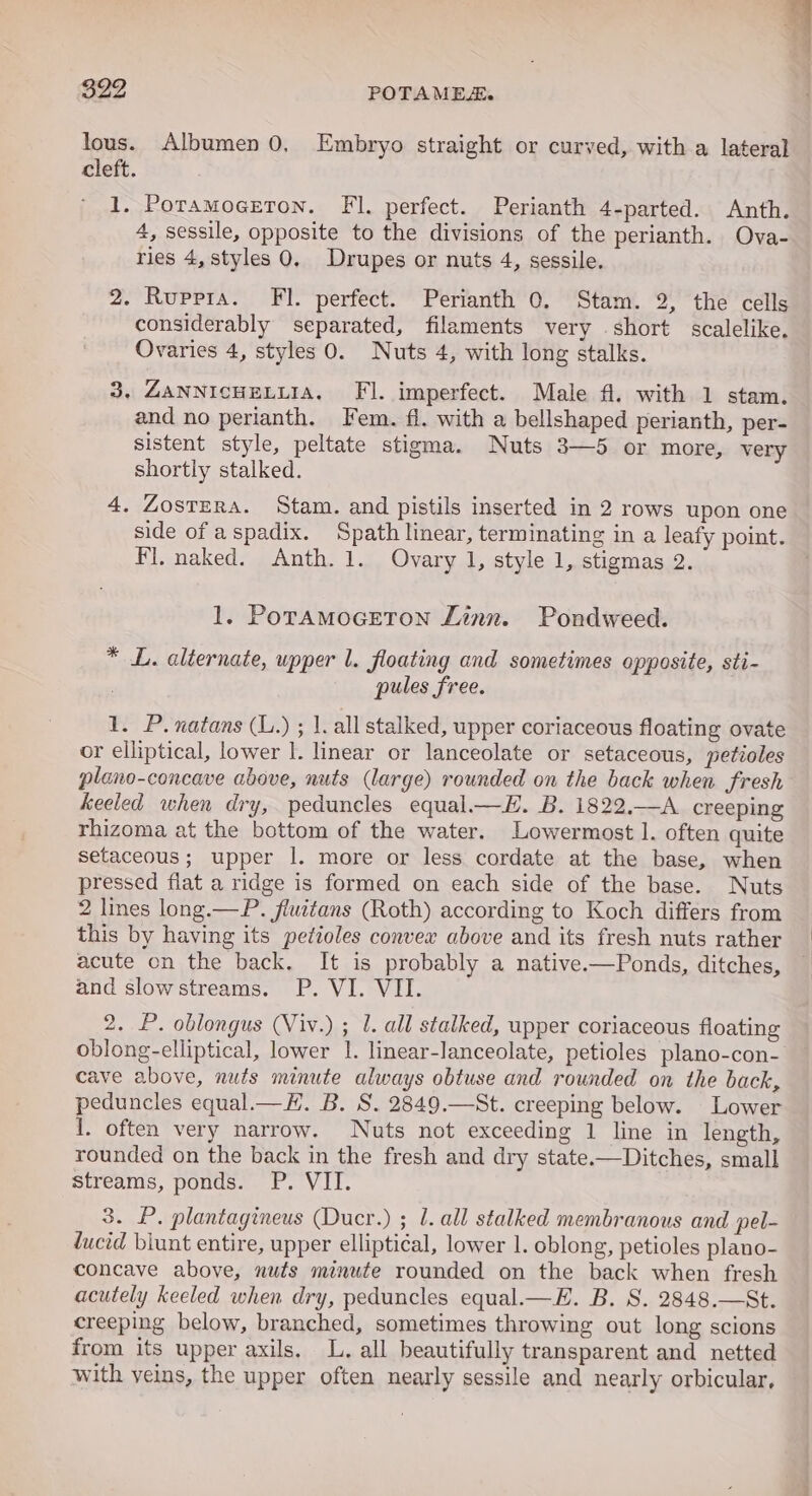 lous. Albumen 0, Embryo straight or curved, with a lateral cleft. 1. Poramoceton. Fl. perfect. Perianth 4-parted. Anth. 4, sessile, opposite to the divisions of the perianth. Ova- ries 4, styles 0. Drupes or nuts 4, sessile. 2. Ruppra. Fl. perfect. Perianth 0. Stam. 2, the cells considerably separated, filaments very short scalelike. Ovaries 4, styles 0. Nuts 4, with long stalks. 322 POTAMES. 3, ZANNICHELLIA. Fl. imperfect. Male fl. with 1 stam. and no perianth. Fem. fl. with a bellshaped perianth, per- sistent style, peltate stigma. Nuts 3—5 or more, very shortly stalked. 4. Zostera. Stam. and pistils inserted in 2 rows upon one side of aspadix. Spath linear, terminating in a leafy point. Fl, .naked?.jAnth, 1. Ovary 1, style 1, stigmas 2. 1. PoTAMOGETON Linn. Pondweed. * L. alternate, upper l. floating and sometimes opposite, sti- pules free. 1. P.natans (L.) ; |. all stalked, upper coriaceous floating ovate or elliptical, lower I. linear or lanceolate or setaceous, petioles plano-concave above, nuts (large) rounded on the back when fresh keeled when dry, peduncles equal—EH. B. 1822.—A creeping rhizoma at the bottom of the water. Lowermost 1. often quite setaceous; upper I. more or less cordate at the base, when pressed flat a ridge is formed on each side of the base. Nuts 2 lines long.—P. fluitans (Roth) according to Koch differs from this by having its petioles convex above and its fresh nuts rather acute on the back. It is probably a native.—Ponds, ditches, and slowstreams. P. VI. VII. 2. P. oblongus (Viv.) ; J. all stalked, upper coriaceous floating oblong-elliptical, lower |. linear-lanceolate, petioles plano-con- cave above, nuts minute always obtuse and rounded on the back, peduncles equal.—H. B. S. 2849.—St. creeping below. Lower I. often very narrow. Nuts not exceeding 1 line in length, rounded on the back in the fresh and dry state.—Ditches, small streams, ponds. P. VII. 3. P. plantagineus (Ducr.) ; 1. all stalked membranous and pel- ducid blunt entire, upper elliptical, lower 1. oblong, petioles plano- concave above, nuts minute rounded on the back when fresh acutely keeled when dry, peduncles equal.—E. B. S. 2848.—St. creeping below, branched, sometimes throwing out long scions from its upper axils. L. all beautifully transparent and netted with veins, the upper often nearly sessile and nearly orbicular,