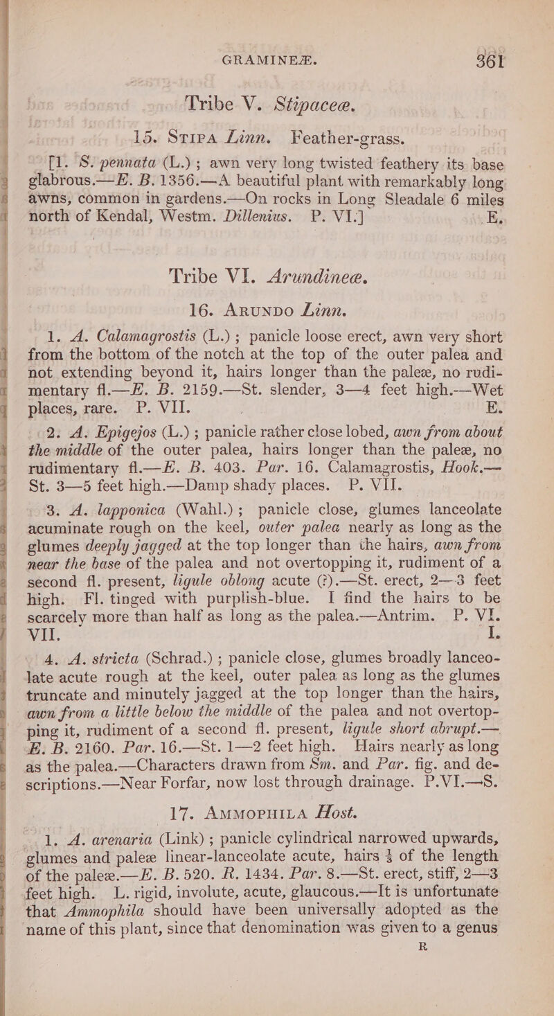 Tribe V. Stipacee. 15. Stipa Linn. Feather-grass. _[l. S. pennata (L.) ; awn very long twisted feathery its. base glabrous.— EF. B.1356.—A beautiful plant with remarkably long awns, common in gardens.—On rocks in Long Sleadale 6 miles north of Kendal, Westm. Dillenius. P. VI] “Ky Tribe VI. Arundinee. 16. ArunbDo Linn. 1. A. Calamagrostis (L.) ; panicle loose erect, awn very short from the bottom of the notch at the top of the outer palea and not extending beyond it, hairs longer than the palez, no rudi- mentary fl—. B. 2159.—St. slender, 3—4 feet high.—Wet places, rare. P. VII. E. 2. A. Epigejos (L.) ; panicle rather close lobed, awn from about the middle of the outer palea, hairs longer than the pale, no rudimentary fl.—H. B. 403. Par. 16. Calamagrostis, Hook.— St. 3—5 feet high.—Damp shady places. P. VII. | 3. A. lapponica (Wahl.); panicle close, glumes lanceolate acuminate rough on the keel, outer palea nearly as long as the glumes deeply jagged at the top longer than the hairs, awn from near the base of the palea and not overtopping it, rudiment of a second fl. present, ligule oblong acute (?).—St. erect, 2—3 feet high. FI. tinged with purplish-blue. I find the hairs to be scarcely more than half as long as the palea.—Antrim. P. VI. Vil. I. 4, A. stricta (Schrad.) ; panicle close, glumes broadly lanceo- late acute rough at the keel, outer palea as long as the glumes truncate and minutely jagged at the top longer than the hairs, awn from a little below the middle of the palea and not overtop- ping it, rudiment of a second fl. present, ligule short abrupt.—. E. B. 2160. Par. 16.—St. 1—2 feet high. Hairs nearly as long as the palea.—Characters drawn from Sm. and Par. fig. and de- scriptions.—Near Forfar, now lost through drainage. P.VI.—S. 17. AMMopHuiILaA fost. 1. A. arenaria (Link) ; panicle cylindrical narrowed upwards, glumes and pale linear-lanceolate acute, hairs 3 of the length of the palee.—H. B. 520. R, 1434. Par. 8.—St. erect, stiff, 2—3 feet high. L. rigid, involute, acute, glaucous.—It is unfortunate that Ammophila should have been universally adopted as the name of this plant, since that denomination was given to a genus . R