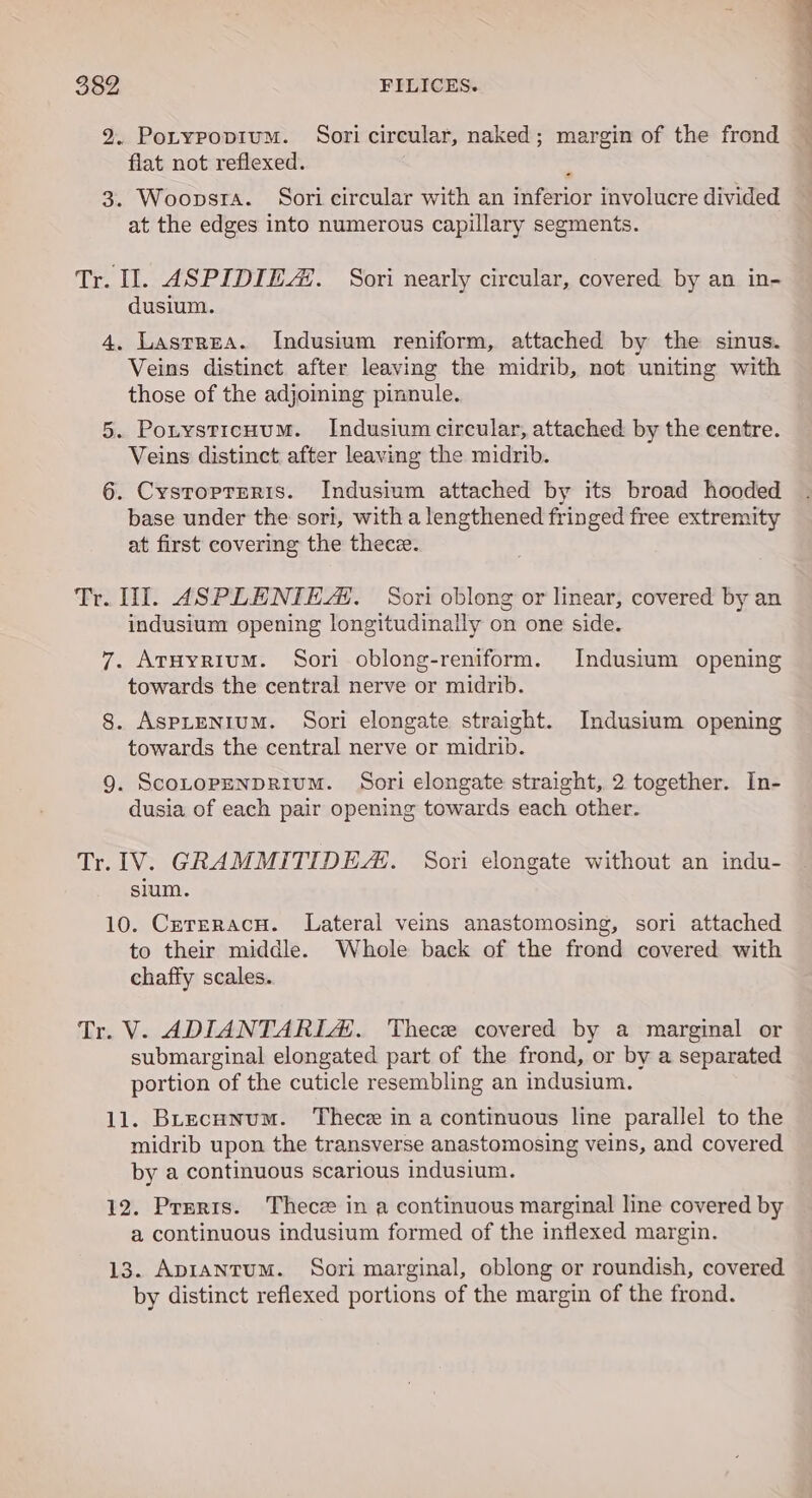 2. Potypopium. Sori circular, naked; margin of the frond flat not reflexed. 3. Woopsrta. Sori circular with an inferior involucre divided at the edges into numerous capillary segments. Tr. Il. ASPIDIEZ. Sori nearly circular, covered by an in- dusium. 4. Lastrea. Indusium reniform, attached by the sinus. Veins distinct after leaving the midrib, not uniting with those of the adjoining pinnule. 5. Pouysticuum. Indusium circular, attached by the centre. Veins distinct after leaving the midrib. 6. Cysropreris. Indusium attached by its broad hooded base under the sori, with a lengthened fringed free extremity at first covering the thecz. i lll ale in indusium opening longitudinally on one side. 7. AtHyrium. Sori oblong-reniform. Indusium opening towards the central nerve or midrib. 8. AspLENIUM. Sori elongate straight. Indusium opening towards the central nerve or midrib. 9. ScoLopeNDRIUM. Sori elongate straight, 2 together. In- dusia of each pair opening towards each other. Tr. IV. GRAMMITIDE. Sori elongate without an indu- sium. 10. CereracHu. Lateral veins anastomosing, sori attached to their middle. Whole back of the frond covered with chaffy scales. Tr. V. ADIANTARL&amp;. Thece covered by a marginal or submarginal elongated part of the frond, or by a separated portion of the cuticle resembling an indusium. 11. Brecunum. ‘Thece in a continuous line parallel to the midrib upon the transverse anastomosing veins, and covered by a continuous scarious indusium. 12. Prmrrs. Thecz in a continuous marginal line covered by a continuous indusium formed of the intlexed margin. 13. Aprantum. Sori marginal, oblong or roundish, covered by distinct reflexed portions of the margin of the frond.