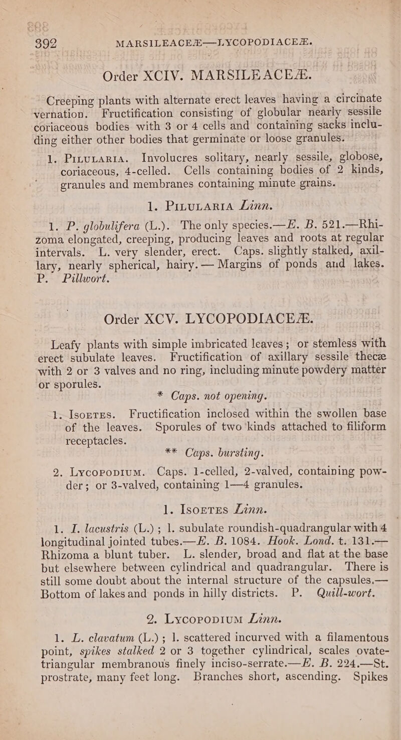 Order XCIV. MARSILEACE. Creeping plants with alternate erect leaves having a circinate vernation. Fructification consisting of globular nearly sessile coriaceous bodies with 3 or 4 cells and containing sacks inclu- ding either other bodies that germinate or loose granules. 1. Prrutarra. Involucres solitary, nearly sessile, globose, coriaceous, 4-celled. Cells containing bodies of 2 kinds, granules and membranes containing minute grains. 1. PrtuLtaria Linn. 1. P. globulifera (L.). The only species.—H. B, 521.—Rhi- zoma elongated, creeping, producing leaves and roots at regular intervals. L. very slender, erect. Caps. slightly stalked, axil- lary, nearly spherical, hairy.— Margins of ponds and lakes. P. Pillwort. Order XCV. LYCOPODIACEZ. Leafy plants with simple imbricated leaves; or stemless with erect subulate leaves. Fructification of axillary sessile thecz with 2 or 3 valves and no ring, including minute powdery matter or sporules. ; * Caps. not opening. 1. Isonres. Fructification inclosed within the swollen base of the leaves. Sporules of two kinds attached to filiform receptacles. ** Cups. bursting. 2. Liycopopium. Caps. I-celled, 2-valved, containing pow- der; or 3-valved, containing 1—4 granules. l. Isoztres Linn. 1. I. lacustris (L.) ; 1. subulate roundish-quadrangular with 4 longitudinal jointed tubes.—H. B. 1084. Hook. Lond. t. 131.— Rhizoma a blunt tuber. LL. slender, broad and flat at the base but elsewhere between cylindrical and quadrangular. There is still some doubt about the internal structure of the capsules.— Bottom of lakes and ponds in hilly districts. P. Qudll-wort. 9. Lycoropium Linn. 1. DL. clavatum (L.); 1. scattered incurved with a filamentous point, spikes stalked 2 or 3 together cylindrical, scales ovate- triangular membranous finely inciso-serrate.—H. B. 224.—St. prostrate, many feet long. Branches short, ascending. Spikes