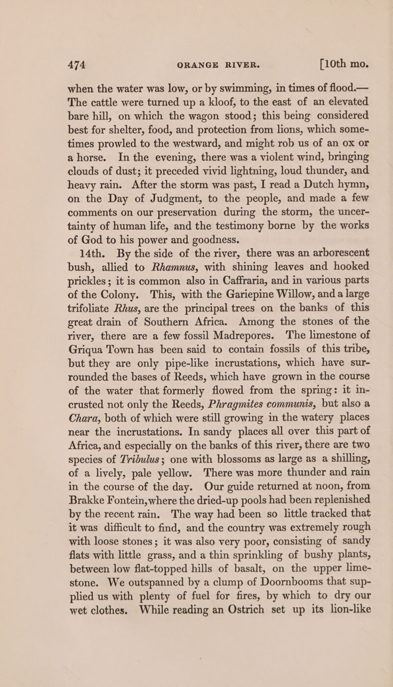 when the water was low, or by swimming, in times of flood.— The cattle were turned up a kloof, to the east of an elevated bare hill, on which the wagon stood; this being considered best for shelter, food, and protection from lions, which some- times prowled to the westward, and might rob us of an ox or ahorse. In the evening, there was a violent wind, bringing clouds of dust; it preceded vivid lightning, loud thunder, and heavy rain. After the storm was past, I read a Dutch hymn, on the Day of Judgment, to the people, and made a few comments on our preservation during the storm, the uncer- tainty of human life, and the testimony borne by the works of God to his power and goodness. 14th. By the side of the river, there was an arborescent bush, allied to Rhkamnus, with shining leaves and hooked prickles; it is common also in Caffraria, and in various parts of the Colony. This, with the Gariepine Willow, anda large trifoliate Rhus, are the principal trees on the banks of this great drain of Southern Africa. Among the stones of the river, there are a few fossil Madrepores. ‘The limestone of Griqua Town has been said to contain fossils of this tribe, but they are only pipe-like incrustations, which have sur- rounded the bases of Reeds, which have grown in the course of the water that formerly flowed from the spring: it in- crusted not only the Reeds, Phragmites communis, but also a Chara, both of which were still growing in the watery places near the incrustations. In sandy places all over this part of Africa, and especially on the banks of this river, there are two species of Tribulus; one with blossoms as large as a shilling, of a lively, pale yellow. There was more thunder and rain in the course of the day. Our guide returned at noon, from Brakke Fontein, where the dried-up pools had been replenished by the recent rain. The way had been so little tracked that it was difficult to find, and the country was extremely rough with loose stones; it was also very poor, consisting of sandy flats with little grass, and a thin sprinkling of bushy plants, between low flat-topped hills of basalt, on the upper lime- stone. We outspanned by a clump of Doornbooms that sup- plied us with plenty of fuel for fires, by which to dry our wet clothes. While reading an Ostrich set up its lion-like