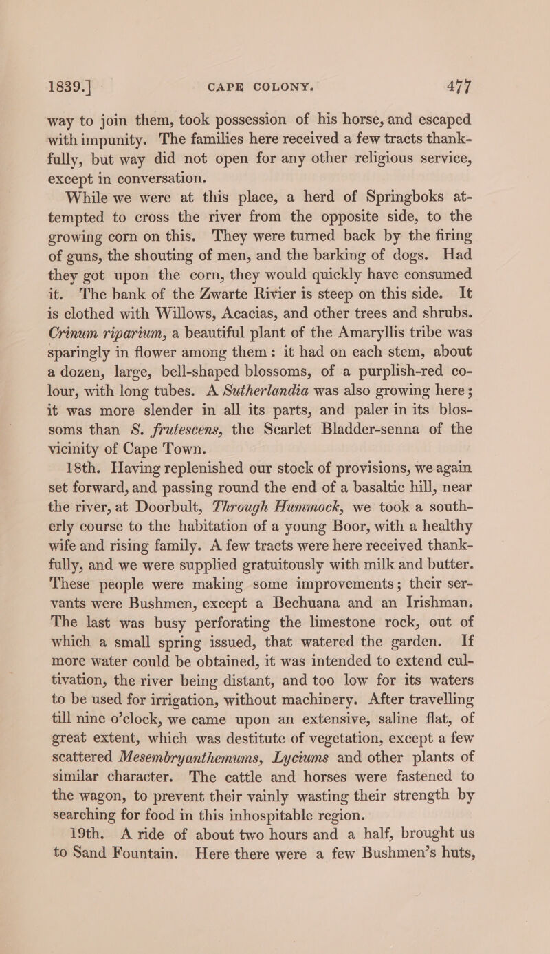 way to join them, took possession of his horse, and escaped with impunity. The families here received a few tracts thank- fully, but way did not open for any other religious service, except in conversation. While we were at this place, a herd of Springboks at- tempted to cross the river from the opposite side, to the growing corn on this. They were turned back by the firing of guns, the shouting of men, and the barking of dogs. Had they got upon the corn, they would quickly have consumed it. The bank of the Zwarte Rivier is steep on this side. It is clothed with Willows, Acacias, and other trees and shrubs. Crinum riparium, a beautiful plant of the Amaryllis tribe was sparingly in flower among them: it had on each stem, about a dozen, large, bell-shaped blossoms, of a purplish-red co- lour, with long tubes. A Sutherlandia was also growing here ; it was more slender in all its parts, and paler in its blos- soms than S. frutescens, the Scarlet Bladder-senna of the vicinity of Cape Town. 18th. Having replenished our stock of provisions, we again set forward, and passing round the end of a basaltic hill, near the river, at Doorbult, Through Hummock, we took a south- erly course to the habitation of a young Boor, with a healthy wife and rising family. A few tracts were here received thank- fully, and we were supplied gratuitously with milk and butter. These people were making some improvements; their ser- vants were Bushmen, except a Bechuana and an Irishman. The last was busy perforating the limestone rock, out of which a small spring issued, that watered the garden. If more water could be obtained, it was intended to extend cul- tivation, the river being distant, and too low for its waters to be used for irrigation, without machinery. After travelling till nine o’clock, we came upon an extensive, saline flat, of great extent, which was destitute of vegetation, except a few scattered Mesembryanthemums, Lyciums and other plants of similar character. The cattle and horses were fastened to the wagon, to prevent their vainly wasting their strength by searching for food in this inhospitable region. 19th. A ride of about two hours and a half, brought us to Sand Fountain. Here there were a few Bushmen’s huts,