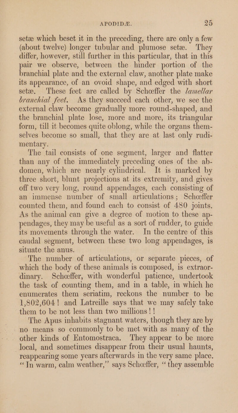 setze which beset it in the preceding, there are only a few (about twelve) longer tubular and plumose sete. ‘They differ, however, still further mn this particular, that in this pair we observe, between the hinder portion of the branchial plate and the external claw, another plate make its appearance, of an ovoid shape, and edged with short setee. ‘These feet are called by Schceffer the /amellar branchial feet. As they succeed each other, we see the external claw become gradually more round-shaped, and the branchial plate lose, more and more, its triangular form, till 1t becomes quite oblong, while the organs them- selves become so small, that they are at last only rudi- mentary. The tail consists of one segment, larger and flatter than any of the immediately preceding ones of the ab- domen, which are nearly cylindrical. It is marked by three short, blunt projections at its extremity, and gives off two very long, round appendages, each consisting of an immense number of small articulations; Schoeffer counted them, and found each to consist of 480 joints. As the animal can give a degree of motion to these ap- pendages, they may be useful as a sort of rudder, to guide its movements through the water. In the centre of this caudal segment, between these two long appendages, is situate the anus. The number of articulations, or separate pieces, of which the body of these animals 1s composed, is extraor- dinary. Schceffer, with wonderful patience, undertook the task of counting them, and in a table, in which he enumerates them seriatim, reckons the number to be 1,802,604! and Latreille says that we may nately take them to be not less than two millions ! | The Apus inhabits stagnant waters, though they are by - no means so commonly‘ to be met with as many of the local, and sometimes disappear from their usual haunts, reappearing some years afterwards in the very same place. “Tn warm, calm weather,” says Schceffer, ‘“‘ they assemble