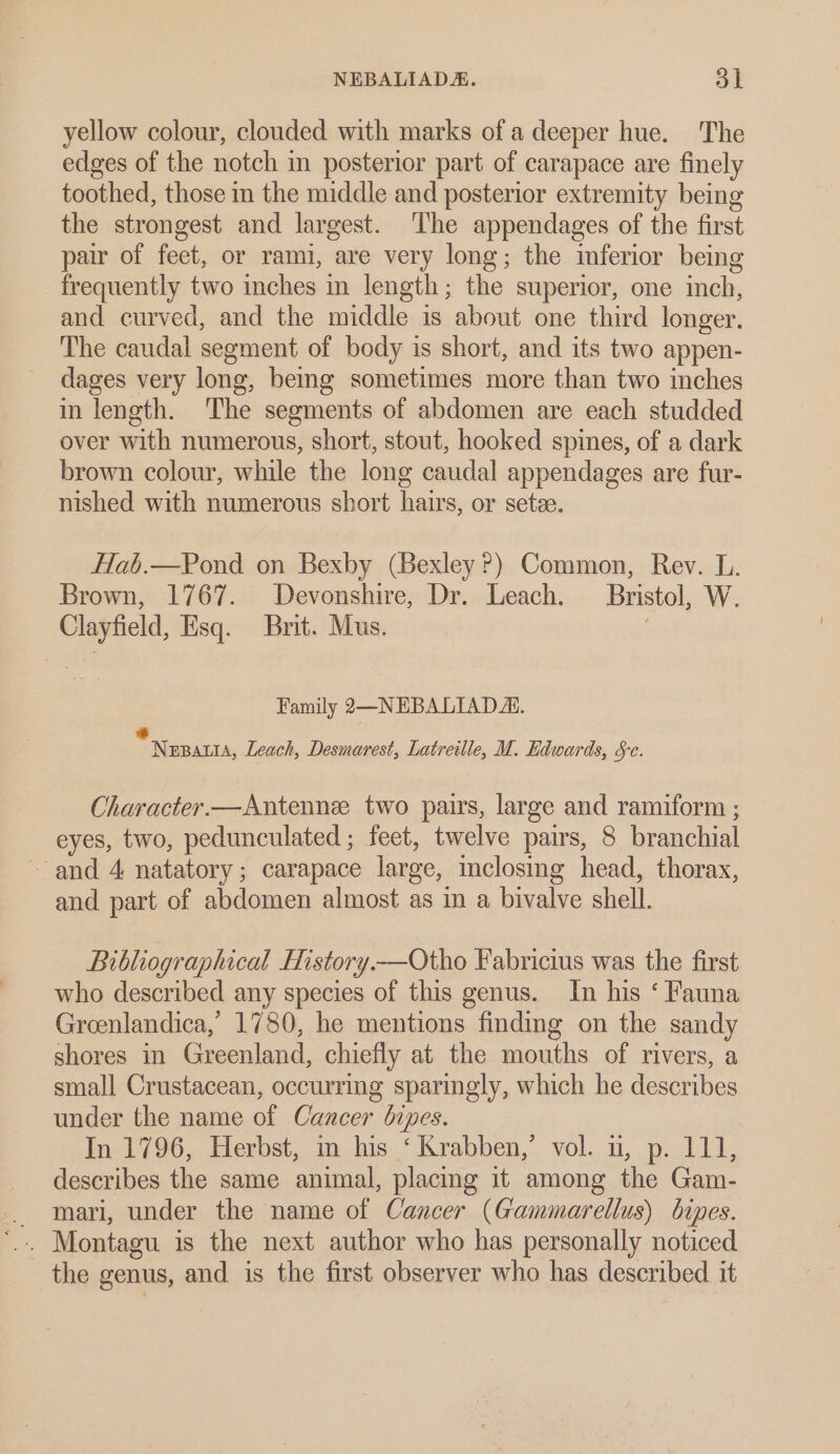 yellow colour, clouded with marks of a deeper hue. The edges of the notch in posterior part of carapace are finely toothed, those in the middle and posterior extremity being the strongest and largest. ‘The appendages of the first pair of feet, or rami, are very long; the imferior being frequently two inches in length; the superior, one inch, and curved, and the middle is about one third longer. The caudal segment of body is short, and its two appen- dages very long, being sometimes more than two inches in length. The segments of abdomen are each studded over with numerous, short, stout, hooked spines, of a dark brown colour, while the long caudal appendages are fur- nished with numerous short hairs, or sete. Hab.—Pond on Bexby (Bexley?) Common, Rev. L. Brown, 1767. Devonshire, Dr. Leach. — Bristol, W. Clayfield, Esq. Brit. Mus. Family 2—NEBALIAD A. * Nepatia, Leach, Desmarest, Latreille, M. Edwards, &amp;. Character —Antenne two pairs, large and ramiform ; eyes, two, pedunculated ; feet, twelve pairs, 8 branchial ~ and 4 natatory; carapace large, mclosing head, thorax, and part of abdomen almost as in a bivalve shell. Bibliographical History—Otho Fabricius was the first who described any species of this genus. In his ‘ Fauna Greenlandica,’ 1780, he mentions finding on the sandy shores in Greenland, chiefly at the mouths of rivers, a small Crustacean, occurring sparingly, which he describes under the name of Cancer bipes. In 1796, Herbst, in his ‘Krabben,’ vol. u, p. 111, describes the same animal, placing it among the Gam- mari, under the name of Cancer (Gammarellus) bipes. | the genus, and is the first observer who has described it