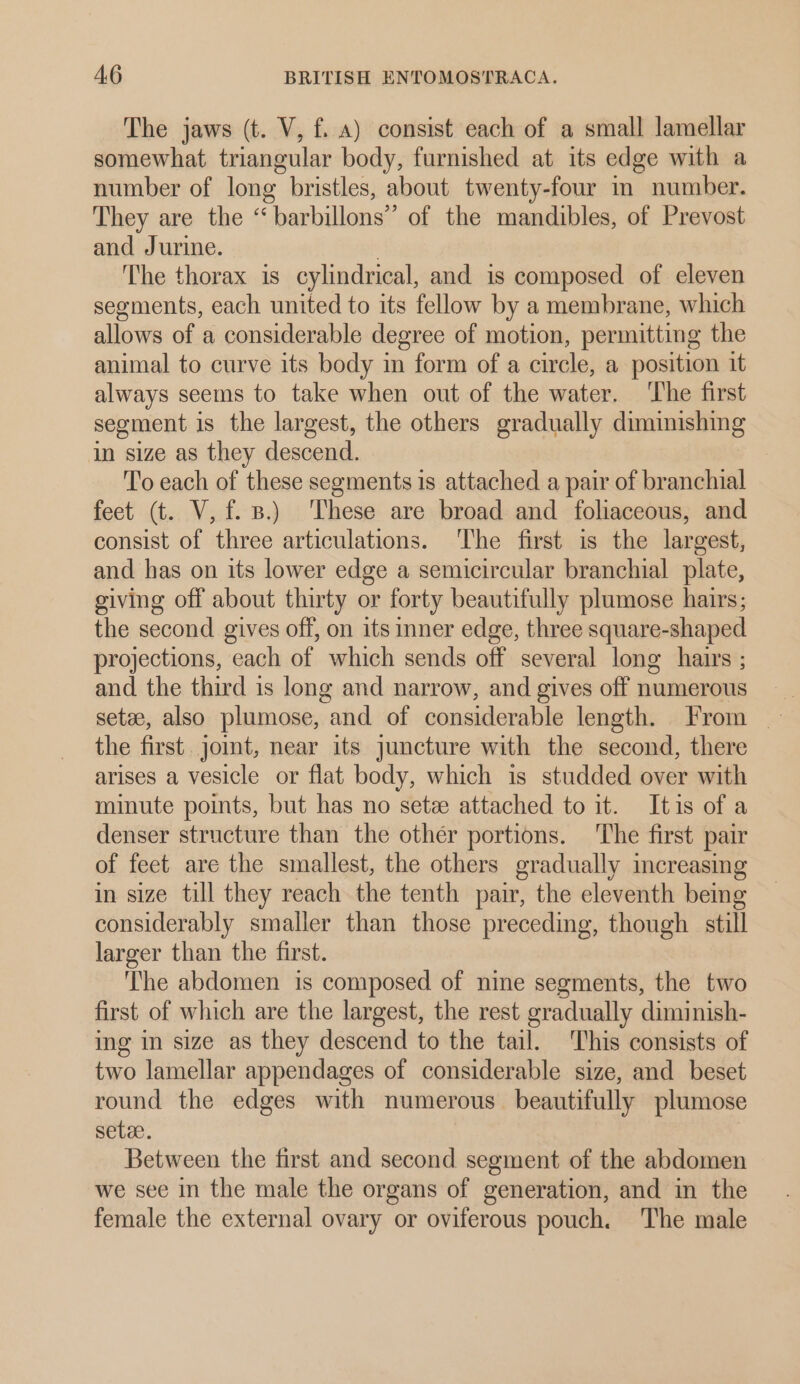The jaws (t. V, f. a) consist each of a small lamellar somewhat triangular body, furnished at its edge with a number of long bristles, about twenty-four m number. They are the “barbillons” of the mandibles, of Prevost and Jurine. The thorax is cylindrical, and is composed of eleven segments, each united to its fellow by a membrane, which allows of a considerable degree of motion, permitting the animal to curve its body in form of a circle, a position it always seems to take when out of the water. ‘The first segment is the largest, the others gradually diminishing in size as they descend. To each of these segments is attached a pair of branchial feet (t. V,f. B.) These are broad and foliaceous, and consist of three articulations. The first is the largest, and has on its lower edge a semicircular branchial plate, giving off about thirty or forty beautifully plumose hairs; the second gives off, on its inner edge, three square-shaped projections, each of which sends off several long hairs ; and the third is long and narrow, and gives off numerous the first. jomt, near its juncture with the second, there arises a vesicle or flat body, which is studded over with minute points, but has no setz attached to it. Itis of a denser structure than the other portions. The first pair of feet are the smallest, the others gradually increasing in size till they reach the tenth pair, the eleventh being considerably smaller than those preceding, though still larger than the first. ‘The abdomen is composed of nine segments, the two first of which are the largest, the rest gradually diminish- ing in size as they descend to the tail. This consists of two lamellar appendages of considerable size, and beset round the edges with numerous beautifully plumose sete. Between the first and second segment of the abdomen we see in the male the organs of generation, and in the female the external ovary or oviferous pouch. The male