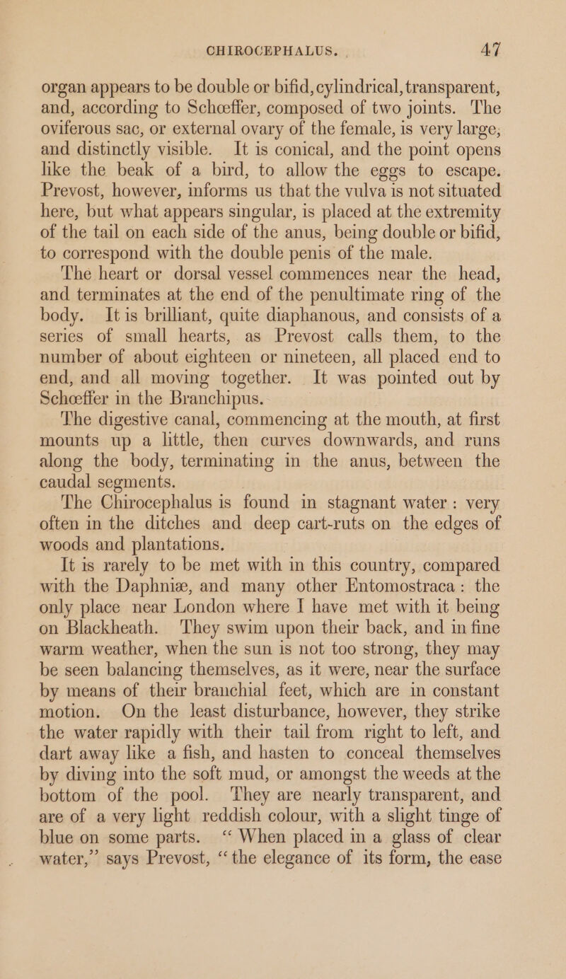 organ appears to be double or bifid, cylindrical, transparent, and, according to Scheeffer, composed of two joints. The oviferous sac, or external ovary of the female, is very large, and distinctly visible. It is conical, and the pomt opens like the beak of a bird, to allow the eggs to escape. Prevost, however, informs us that the vulva is not situated here, but what appears singular, is placed at the extremity of the tail on each side of the anus, being double or bifid, to correspond with the double penis of the male. The heart or dorsal vessel commences near the head, and terminates at the end of the penultimate ring of the body. Itis brilhant, quite diaphanous, and consists of a series of small hearts, as Prevost calls them, to the number of about eighteen or nineteen, all placed end to end, and all moving together. It was pointed out by Scheeffer in the Branchipus.. 7 The digestive canal, commencing at the mouth, at first mounts up a little, then curves downwards, and runs along the body, terminating in the anus, between the caudal segments. The Chirocephalus is found in stagnant water : very often in the ditches and deep cart-ruts on the edges of woods and plantations. It is rarely to be met with in this country, compared with the Daphnie, and many other Entomostraca: the only place near London where [ have met with it bemg on Blackheath. They swim upon their back, and in fine warm weather, when the sun is not too strong, they may be seen balancing themselves, as it were, near the surface by means of their branchial feet, which are in constant motion. On the least disturbance, however, they strike the water rapidly with their tail from right to left, and dart away like a fish, and hasten to conceal themselves by diving into the soft mud, or amongst the weeds at the bottom of the pool. ‘They are nearly transparent, and are of a very light reddish colour, with a slight tinge of blue on some parts. ‘‘ When placed in a glass of clear water,’ says Prevost, ‘‘the elegance of its form, the ease