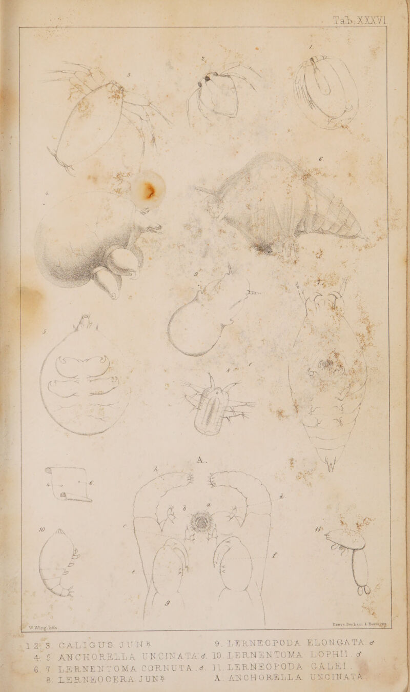 Pe WWing Lith. 1 2 3. GALIGUS Oey I 9, LERNEOPODA ELONGATA TS 4 5: ANCHORELLA UNCINATA‘¢ 10. LERNENTOMA: LOPHIL. &amp; 6.7. LERNENTOMA CORNUTA.4 11. LERNEOPODA - Be cs ag LERNEOCERA JUN® A? AN CHORELLA UNG NATA mn) % Uy