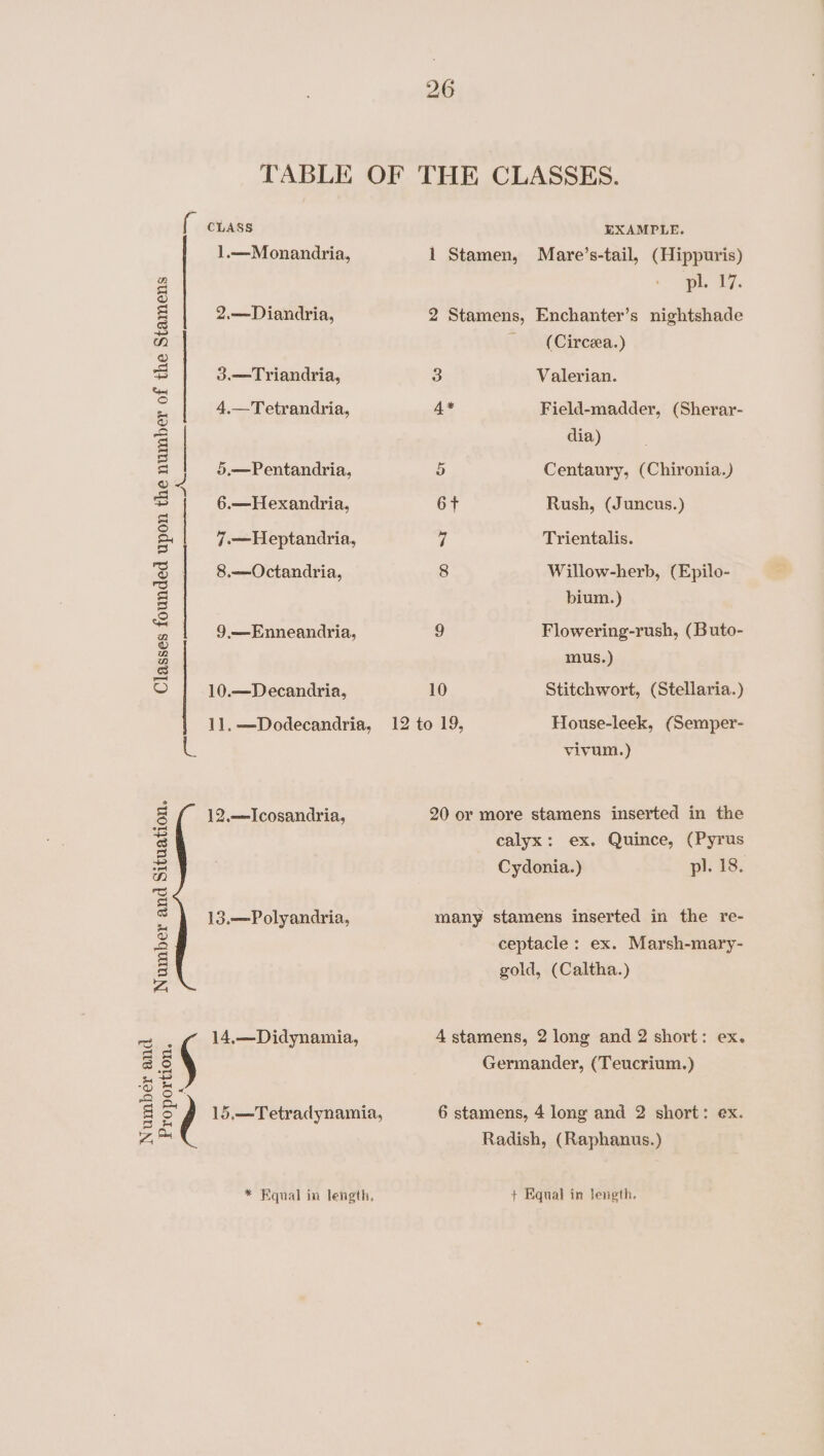 Number and { ctass 1.—Monandria, 2.—Diandria, 3.—Tyriandria, 4.—Tetrandria, 5.—Pentandria, 6.—Hexandria, 7-—Heptandria, 8.—Octandria, 9,.—Enneandria, 10.—Decandria, 11. —Dodecandria, 12.—Icosandria, 13.—Polyandria, Number and Situation. ¢ 14.—Didynamia, «&lt; Proportion. EXAMPLE. 1 Stamen, Mare’s-tail, (Hippuris) p.. 17. 2 Stamens, Enchanter’s nightshade (Circea.) 3 Valerian. 4* Field-madder, (Sherar- dia) 5 Centaury, (Chironia.) 6 t Rush, (Juncus.) Trientalis. Willow-herb, (Epilo- bium.) 9 Flowering-rush, (Buto- mus.) 10 Stitchwort, (Stellaria.) House-leek, (Semper- vivum.) 20 or more stamens inserted in the calyx: ex. Quince, (Pyrus Cydonia.) pl. 18. many stamens inserted in the re- ceptacle : ex. Marsh-mary- gold, (Caltha.) 4 stamens, 2 long and 2 short: ex. Germander, (Teucrium.) 6 stamens, 4 long and 2 short: ex. Radish, (Raphanus.) + Equal in length.