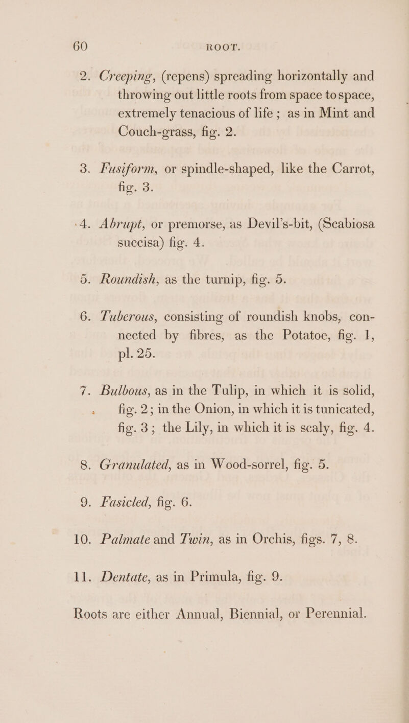 2. Creeping, (repens) spreading horizontally and throwing out little roots from space to space, extremely tenacious of life ; as in Mint and Couch-grass, fig. 2. 3. Fusiform, or spindle-shaped, like the Carrot, fo Bi ‘4. Abrupt, or premorse, as Devil’s-bit, (Scabiosa succisa) fig. 4, 5. Roundish, as the turnip, fig. 5. 6. Tuberous, consisting of roundish knobs, con- nected by fibres, as the Potatoe, fig. 1, pl. 25. 7. Bulbous, as in the Tulip, in which it is solid, . fig. 2; inthe Onion, in which it is tunicated, fig. 3; the Lily, in which it is scaly, fig. 4. 8. Granulated, as in Wood-sorrel, fig. 5. 9. Fasicled, fig. 6. 10. Palmate and Twin, as in Orchis, figs. 7, 8. 11. Dentate, as in Primula, fig. 9. Roots are either Annual, Biennial, or Perennial.