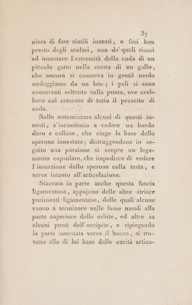 niera di fare simili innestt, e feci ben presto degli scolari, uno de’ quali riuscì «ad innestare Vestremità della coda di un piccolo gaito nella cresta idi un gallo, che ancora si conserva in' gentil modo ondeggiante da un lato ; i peli si. sono conservati soltanto sulla punta, ove creb- bero col crescere di tutto il pezzetto di coda. Nello notomizzare alcuni ‘di questi. in- nesti, s incomincia a vedere un bordo duro e calloso, che cinge la base dello sperone innestato; distruggendone in se- guito una. porzione sl scopre un lega- mento capsulare, che impedisce di vedere l'inserzione dello sperone colla iesta, e serve intanto all’articolazione. Staccata in parte anche questa fascia ligamentosa, appajono delle altre strisce parimenti ligamentose, delle quali alcune vanno a terminare nelle fosse nasali alla parte superiore delle orbite, ed altre in alcuni punti dell'occipite, e ripiegando la parte innestata verso il becco, si tro- vano alla di Ini base delle cavità artico-