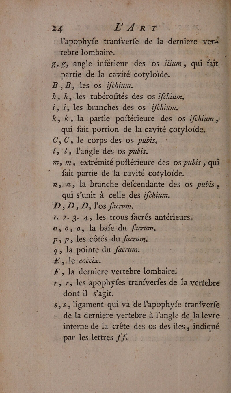 24 L'ART l'apophyfe tranfverfe de la derniere ver tebre lombaire. | 4 g, g, angle inférieur des os Zum, qui Gt partie de la cavité cotyloide. | B ,B, les os ifchium. k, h, les tubérofités des os fthium. &amp;, 1, les branches des os z2/chium. k, k, la partie poftérieure des os z/chium qui fait portion de la cavité cotyloide. C,C, le corps des os pubis. l, l, l'angle des os pubis. m, m, extrémité poftérieure des os pubis , qui fait partie de la cavité cotyloide. ñ,.1, la branche defcendante des os pubis, js s'unit à celle des ifchiur. D ,D,D, los facrum. 1. 2, 3. 4, les trous facrés antérieurs: 0,0, 0, la bafe du facrum. PP» les côtés du facrum. g» la pointe du Jacrum. E , le coccix. -F, la derniere vertebre si r, r, les apophyfes tranfverfes de Ia vertebre dont 1l s’agit. s,s, ligament qui va de l’apophyfe tranfverfe de la derniere vertebre à l'angle de la levre interne de la crête des os des iles, indiqué par les lettres ff