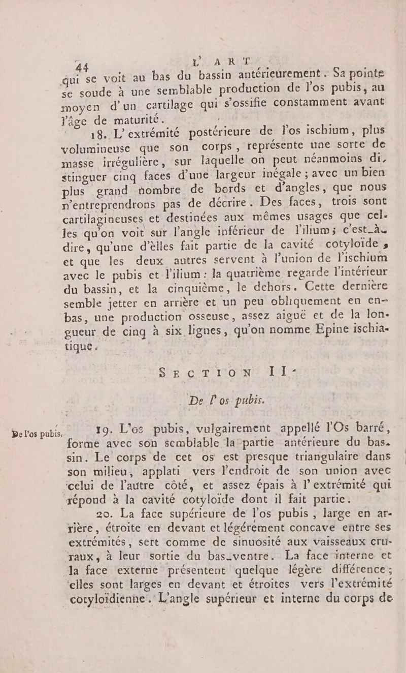 De l'os pubis, 44 Li, ARE, 23 qui se voit au bas du bassin antérieurement. Sa pointe &lt;e soude à une semblable production de los pubis, au moyen d’un cartilage qui s’ossifie constamment avant lâge de maturité. 3% volumineuse que son corps, représente une sorte de masse irrégulière, sur laquelle on peut néanmoins di. stinguer cinq faces d'une largeur inégale ; avec un bien plus grand nombre de bords et d’angles, que nous n’entreprendrons pas de décrire. Des faces, trois sont cartilagineuses et destinées aux mêmes usages que cel- les qu'on voit sur l'angle inférieur de Tillum; c'est_ à. dire, qu'une d’èlles fait partie de la cavité cotyloide s et que les deux autres servent à l'union de lischium avec le pubis et l'ilium: la quatrième regarde l'intérieur du bassin, et la cinquième, le dehors. Cette dernière semble jetter en arrière et un peu obliquement en en- bas, une production osseuse, assez aiguë et de la lon. gueur de cing à six lignes, qu'on nomme Epine ischia. HOT | | SO CT ITONNE LT De l'os pubis. 19. L'os pubis, vulgairement appellé l'Os barré, forme avec son sembiable la partie antérieure du bas. sin. Le corps de cet os est presque triangulaire dans son milieu, applati vers l'endroit de son union avec répond à la cavité cotyloide dont il fait partie. 20. La face supérieure de l'os pubis , large en ar- rière, étroite en devant et légérement concave entre ses extrémités, sert comme de sinuosité aux vaisseaux Cru- Ja face externe présentent quelque légère différence ; ‘elles sont larges en devant et étroites vers l'extrémité