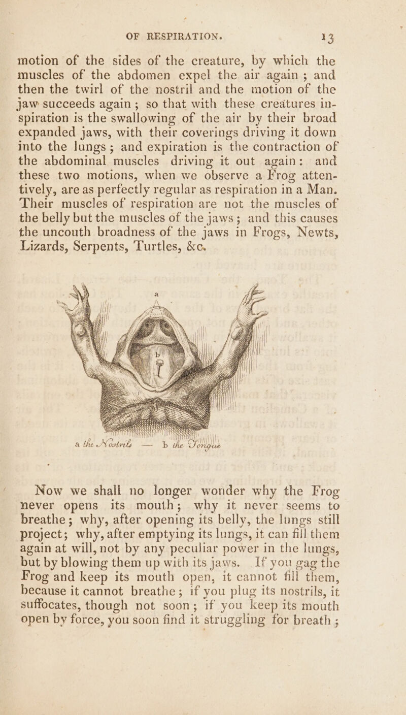 motion of the sides of the creature, by which the muscles of the abdomen expel the air again ; and then the twirl of the nostril and the motion of the jaw succeeds again; so that with these creatures in- spiration is the swallowing of the air by their broad expanded jaws, with their coverings driving it down into the Jungs ; and expiration is the contraction of the abdominal muscles driving it out again: and these two motions, when we observe a Frog atten- tively, are as perfectly regular as respiration in a Man. Their muscles of respiration are not the muscles of the belly but the muscles of the jaws; and this causes the uncouth broadness of the jaws in Frogs, Newts, Lizards, Serpents, Turtles, &amp;c. SARS d Hr | | Ni } } hy TN. nr — b the Songue Now we shall no longer wonder why the Frog never opens its mouth; why it never seems to breathe; why, after opening its belly, the lungs still project; why, after emptying its lungs, it can fill them again at will, not by any peculiar power in the lungs, but by blowing them up with its jaws. If you gag the Frog and keep its mouth open, it cannot fill them, because it cannot breathe; if you plug its nostrils, it suffocates, though not soon; if you keep its mouth open by force, you soon find it struggling for breath ;
