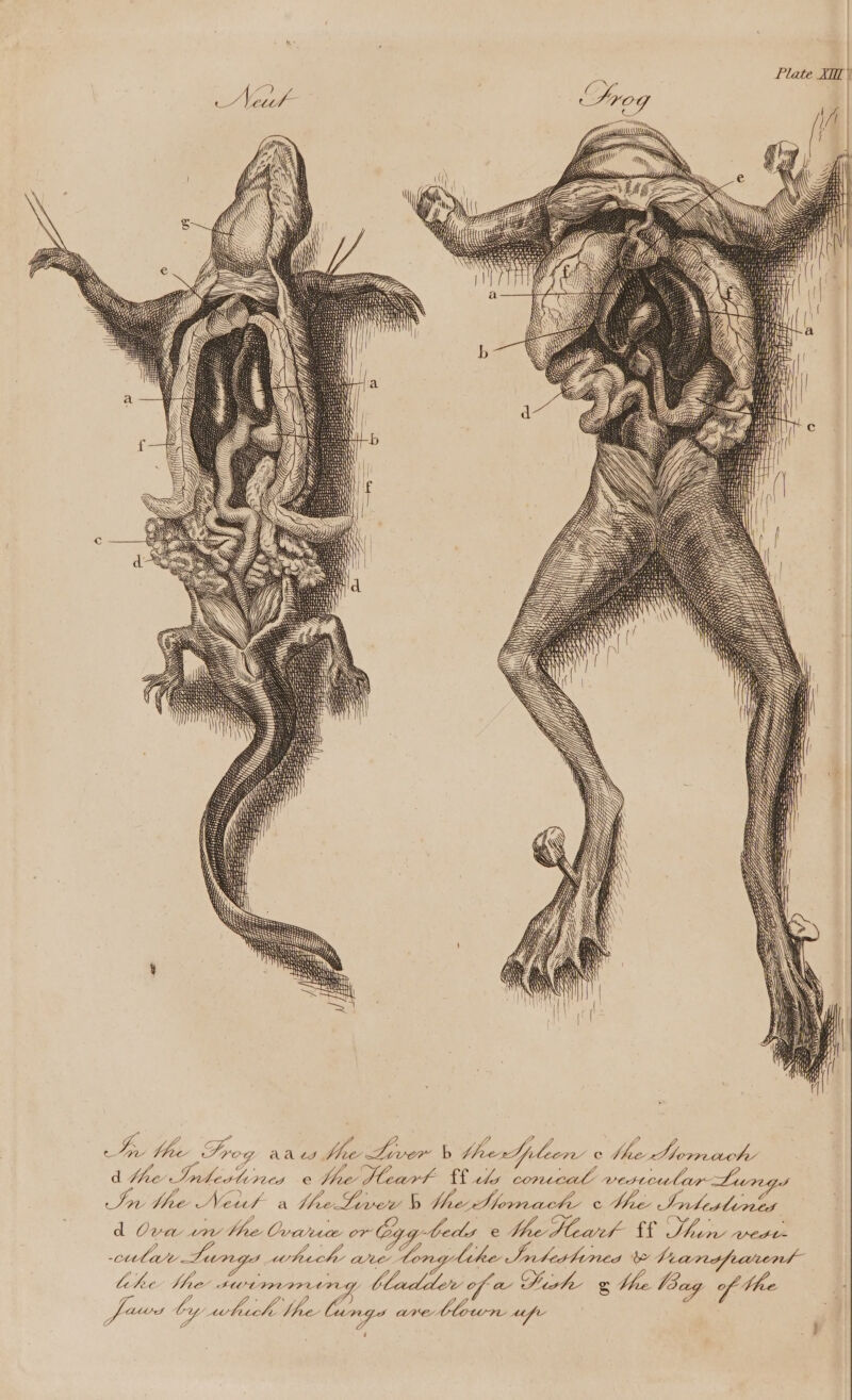 = SS ES qi| | M wee Ze ee Fees s VS ce AALS 7 ie eae b fhrerAplecr’ Cc Lite d te Intestines «thee Peart ile convaal vesroular-Lun In the Newt a the Liver b YheDomache ¢ Mee Intewtineg di Opp einer gg, beds e i dead a SEAS west- ete 1 et Spe 4 Ve Poesltnes ALYY See be Veanrdfewiens like Vhe swim g bladder of a Pirte Ve Vag of Vee L aiid ty ‘ Dee ISN 4. EGS la es! AVE iohorns 4