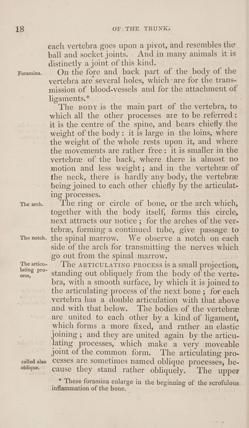 Foramina. each vertebra goes upon a pivot, and resembles the ball and socket joints. And in many animals it is distinctly a joint of this kind. On the fore and back part of the body of the vertebra are several holes, which are for the trans- mission of blood-vessels and for the attachment of ligaments.” | : The sopy is the main part of the vertebra, to which all the other processes ate to be referred : it is the centre of the spine, and bears chiefly the weight of the body: it is large in the loins, where The arch. The notch, The articu- lating pro- cess, the movements are rather free: it is smaller in the vertebrae of the back, where there is almost no motion and less weight; and in the vertebree of the neck, there is hardly any body, the vertebrae being joined to each other chiefly by the articulat- ing processes. | The ring or circle of bone, or the arch which, together with the body itself; forms this -circle, next attracts our notice; for the arches of the ver- tebree, forming a continued tube, give passage to’ the spinal marrow. We observe a notch on each side of the arch for transmitting the nerves which go out from the spinal marrow. , The arTIcULATING PROCESS is a small projection, standing out obliquely from the body of the verte- bra, with a smooth surface, by which it is joined to - the articulating process of the next bone; for each called also obliaue. © and with that below. The bodies of the vertebre are united to each other by a kind of ligament, which forms a -more fixed, and rather an elastic joining ; and they are united again by the articu- lating processes, which make a very moveable joint of the common form. The articulating pro- cesses are sometimes named oblique processes; be- cause they stand rather obliquely. The upper * These foramina enlar ge in the beginning of the scrofulous inflammation of the bone. | a