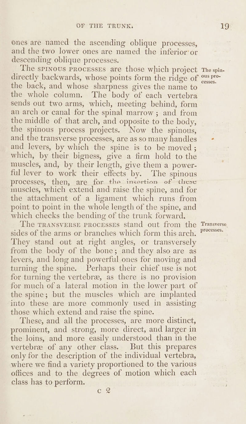 enes are named the ascending oblique processes, and the two lower ones are named the inferior:or descending oblique processes. The spinous processes are those which project directly backwards, whose points form the ridge of the back, and whose sharpness gives the name to the whole column. The body of each vertebra sends out two arms, which, meeting behind, form an arch or canal for the spinal marrow; and from the middle of that arch, and opposite to the body, the spinous process projects. Now the spinous, and the transverse processes, are as so many handles and levers, by which the spine is to be moved ; which, by their bigness, give a firm hold to the muscles, and, by their length, give them a power- ful lever to work their effects by. The spinous processes, then, are for the insertion of these muscles, which extend and raise the spine, and for the attachment of a ligament which runs from point to point in the whole length of the spine, and which checks the bending of the trunk forward. The TRANSVERSE PROCESSES stand out from the sides of the arms or branches which form this arch. They stand out at right angles, or transversely from the body of the bone; and they also are as levers, and long and powerful ones for moving and turning the spine. Perhaps their chief use is not for turning the vertebree, as there is no provision for much of a lateral motion in the lower part of the spine; but the muscles which are implanted into these are more commonly used in assisting those which extend and raise the spine. These, and all the processes, are more distinct, prominent, and strong, more direct, and larger in the loins, and more easily understood than in the vertebrae of any other class. But this prepares only for the description of the individual vertebra, where we find a variety proportioned to the various offices and to the degrees of motion which each class has to perform. Ce The spine ous pro- cesses. Transverse processes.