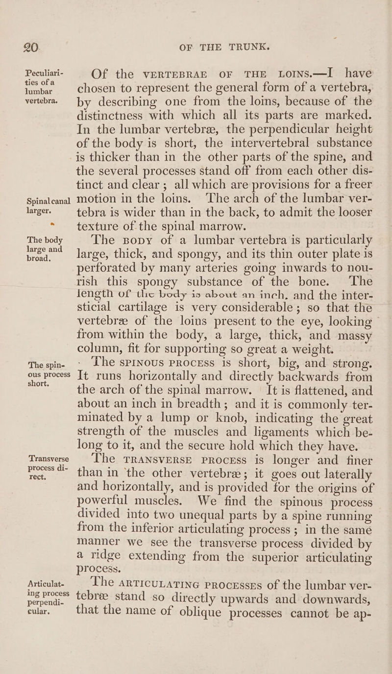 Peculiari- ties ofa lumbar vertebra. Of the vERTEBRAE OF THE LOoINS.—I have chosen to represent the general form of a vertebra, by describing one from the lois, because of the distinctness with which all its parts are marked. In the lumbar vertebrae, the perpendicular height of the body is short, the intervertebral substance Spinal canal larger. * The body large and broad. The spin- ous process short. Transverse process di- rect. Articulat- ing process perpendi- cular. the several processes stand off from each other dis- tinct and clear ; all which are provisions for a freer motion in the loins. ‘The arch of the lumbar ver- tebra is wider than in the back, to admit the looser texture ofthe spinal marrow. The sopy of a lumbar vertebra is particularly large, thick, and spongy, and its thin outer plate is perforated by many arteries going inwards to nou- trish this spongy substance of the bone. ‘The leneth Of the body is about an inch, and the inter- sticial cartilage is very considerable ; so that the vertebrae of the loins present to the eye, looking trom within the body, a large, thick, and massy column, fit for supporting so great a weight. The spinous process is short, big, and strong, It runs horizontally and directly backwards from the arch of the spinal marrow. | It is flattened, and about an inch in breadth; and it is commonly ter- minated by a lump or knob, indicating the great strength of the muscles and ligaments which be- long to it, and the secure hold which they have. The TRANSVERSE Process is longer and finer than in ‘the other vertebra; it goes out laterally and horizontally, and is provided for the origins of powerful muscles. We find the spinous process divided into two unequal parts by a spine running from the inferior articulating process; in the samé manner we see the transverse process divided by a ridge extending from the superior articulating process. The articunatine processes of the lumbar ver- tebree stand so directly upwards and downwards, that the name of oblique processes cannot be ap-