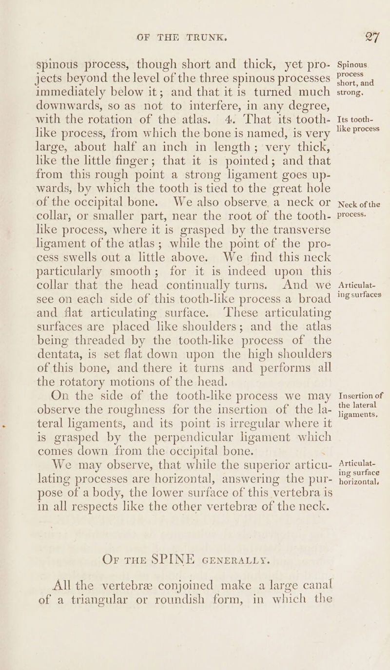 spinous process, though short and thick, yet pro- jects beyond the level of the three spinous processes immediately below it; and that it is turned much downwards, so as not to interfere, in any degree, with the rotation of the atlas. 4. That its tooth- like process, from which the bone is named, is very large, about half an inch in length; very thick, like the little finger; that it is pointed; and that from this rough point a strong ligament goes up- wards, by which the tooth is tied to the great hole of the occipital bone. We also observe a neck or collar, or smaller part, near the root of the tooth- like process, where it is grasped by the transverse ligament of the atlas; while the point of the pro- cess swells out a little above. We find this neck particularly smooth; for it is indeed upon this collar that the head continually turns. And we see on each side of this tooth-like process a broad and flat articulating surface. ‘These articulating surfaces are placed like shoulders; and the atlas being threaded by the tooth-like process of the dentata, is set flat down upon the high shoulders of this bone, and there it turns and performs all the rotatory motions of the head. On the side of the tooth-like process we may observe the roughness for the insertion of the la- teral ligaments, and its point is irregular where it is grasped by the perpendicular ligament which comes down from the occipital bone. We may observe, that while the superior articu- lating processes are horizontal, answering the pur- pose of a body, the lower surface of this vertebra is in all respects like the other vertebrae of the neck. Or THE SPINE GENERALLY. All the vertebra conjoined make a large canal of a triangular or roundish form, in which the Spinous process short, and strong, Its tooth- like process Neck of the process. Articulat- ing surfaces Insertion of the lateral ligaments, Articulat- ing surface horizontal.