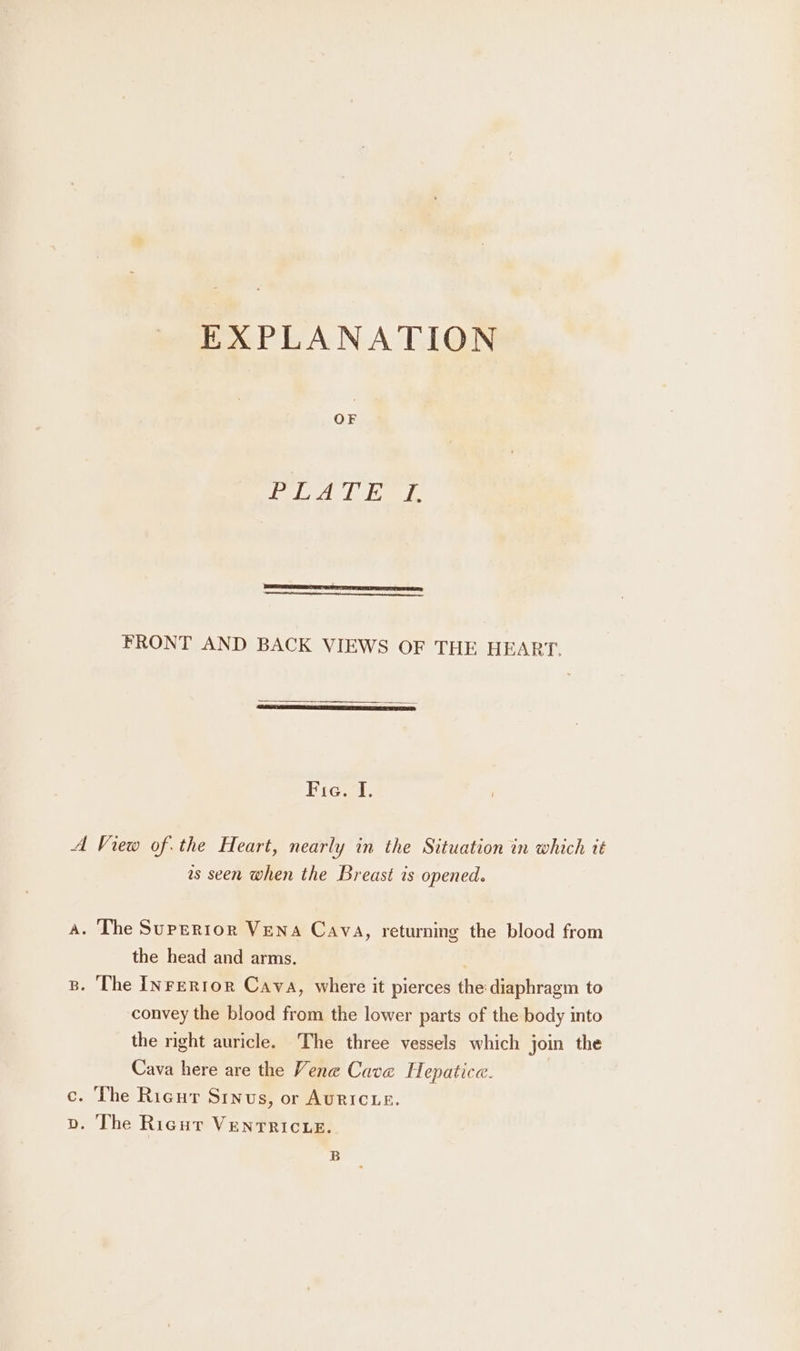 EXPLANATION Pele eae FRONT AND BACK VIEWS OF THE HEART, Brawl: A View ofthe Heart, nearly in the Situation in which it as seen when the Breast is opened. a. The Superior VENA Cava, returning the blood from the head and arms. B. ‘The [Inrerror Cava, where it pierces the diaphragm to convey the blood from the lower parts of the body into the right auricle. The three vessels which join the Cava here are the Vene Cave Hepatice. . The Rigur Sinus, or AuRICLE. Dp. The Rigur VENTRICLE. B Q