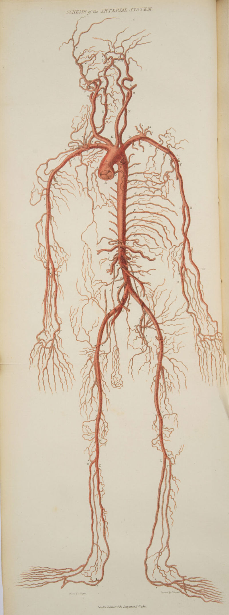 SCHEME of the ARTERIAL SYSTEM. London Published bv Lenaman CCR.