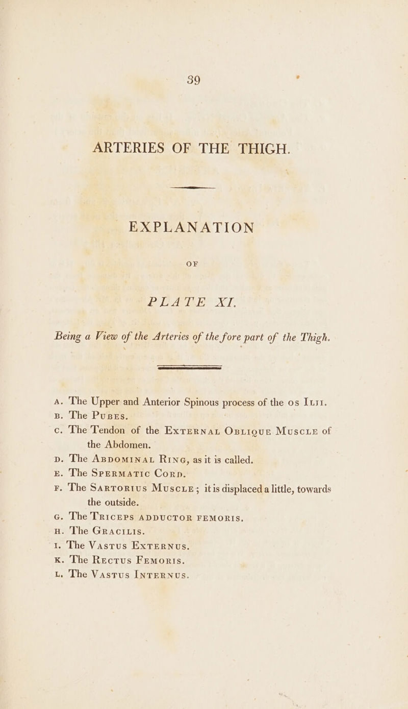 ARTERIES OF THE THIGH. EXPLANATION OF Le LE ABE XL nero the Abdomen. the outside. The Vastus ExTERNUsS.