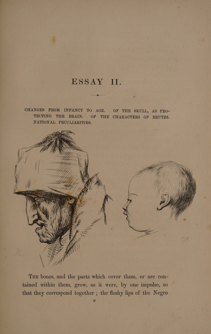 ESSAY II. THE bones, and the parts which cover them, or are con- tained within them, grow, as it were, by one impulse, so that they correspond together ; the fleshy lips of the Negro N