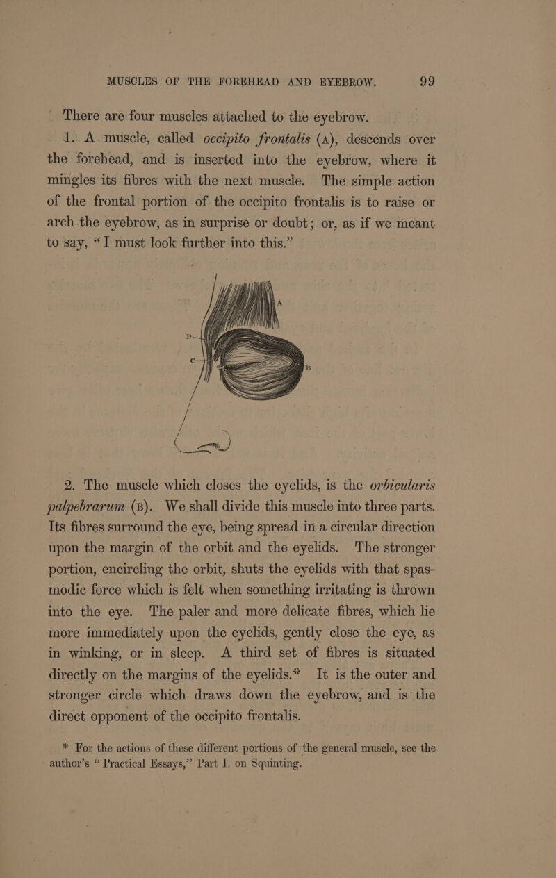 There are four muscles attached to the eyebrow. 1. A. muscle, called occipito frontalis (a), descends over the forehead, and is inserted into the eyebrow, where it mingles its fibres with the next muscle. The simple action of the frontal portion of the occipito frontalis is to raise or arch the eyebrow, as in surprise or doubt; or, as if we meant to say, “I must look further into this.” 2. The muscle which closes the eyelids, is the orbicularis palpebrarum (B). We shall divide this muscle into three parts. Its fibres surround the eye, being spread in a circular direction upon the margin of the orbit and the eyelids. The stronger portion, encircling the orbit, shuts the eyelids with that spas- modic force which is felt when something irritating is thrown into the eye. The paler and more delicate fibres, which lie more immediately upon the eyelids, gently close the eye, as in winking, or in sleep. A third set of fibres is situated directly on the margins of the eyelids.* It is the outer and stronger circle which draws down the eyebrow, and is the direct opponent of the occipito frontalis. * For the actions of these different portions of the general muscle, see the - author’s “ Practical Essays,” Part I. on Squinting.