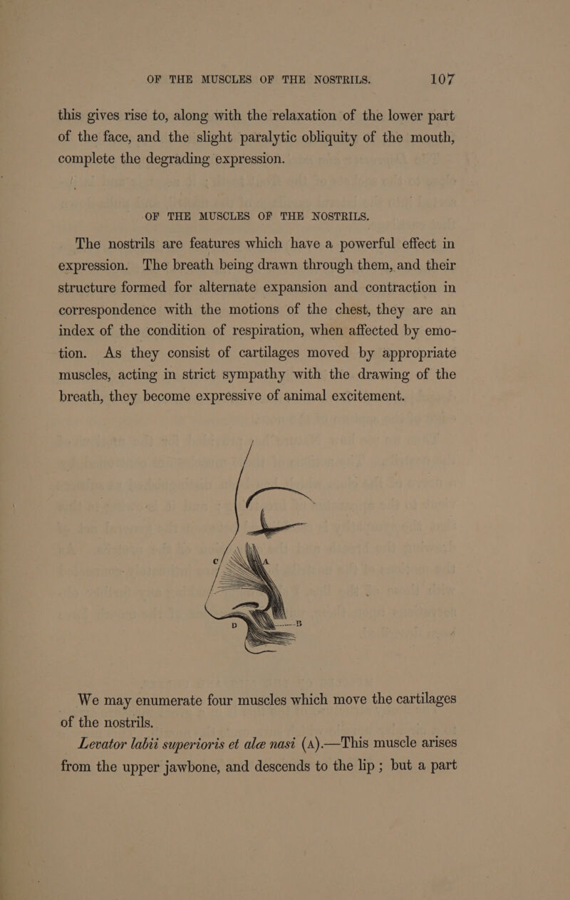 this gives rise to, along with the relaxation of the lower part of the face, and the slight paralytic obliquity of the mouth, complete the degrading expression. OF THE MUSCLES OF THE NOSTRILS. The nostrils are features which have a powerful effect in expression. The breath being drawn through them, and their structure formed for alternate expansion and contraction in correspondence with the motions of the chest, they are an index of the condition of respiration, when affected by emo- tion. As they consist of cartilages moved by appropriate muscles, acting in strict sympathy with the drawing of the breath, they become expressive of animal excitement. We may enumerate four muscles which move the cartilages of the nostrils. Levator labii superioris et ale nasi (A).—This muscle arises from the upper jawbone, and descends to the lip ; but a part