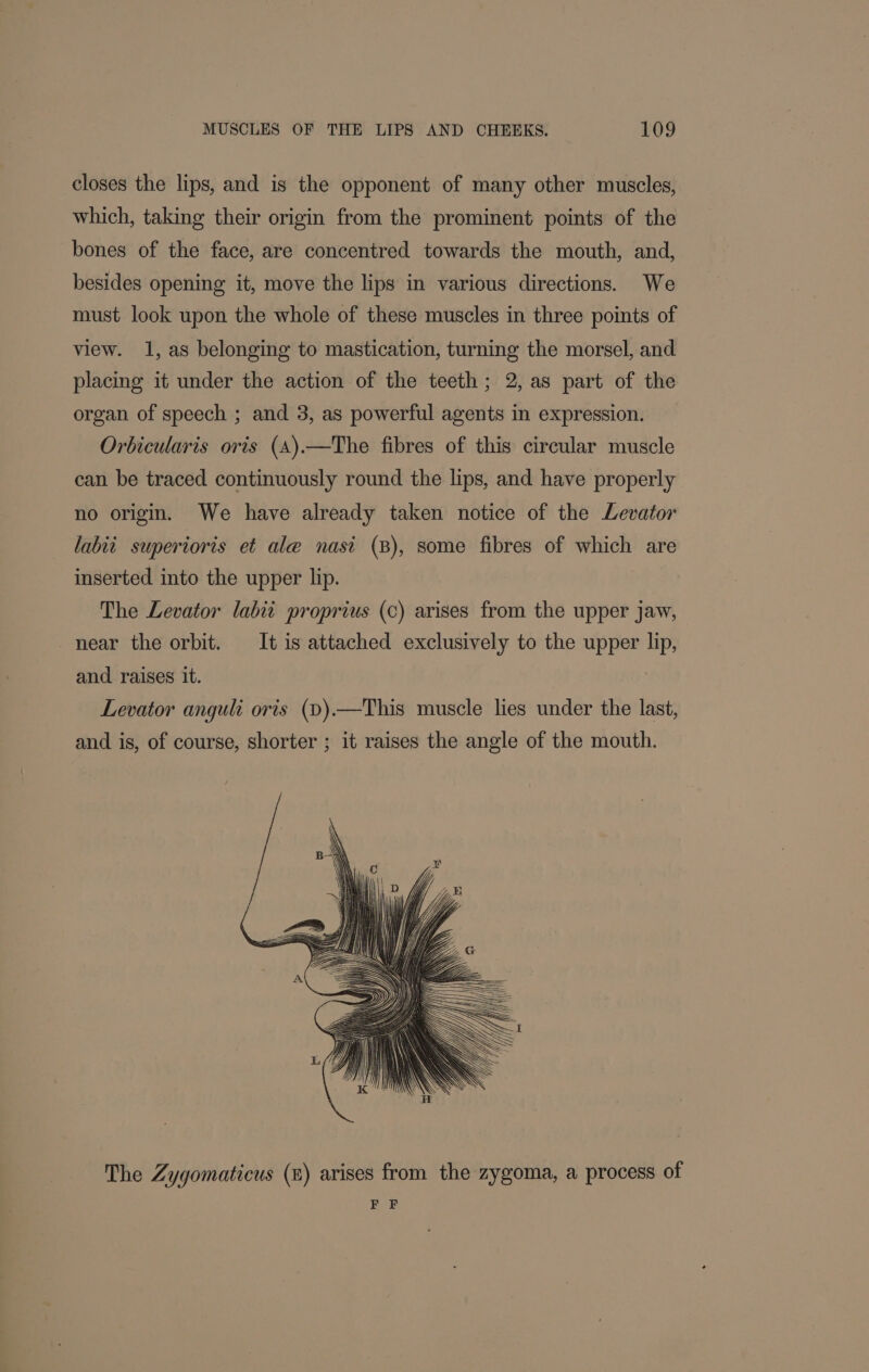 closes the lips, and is the opponent of many other muscles, which, taking their origin from the prominent points of the bones of the face, are concentred towards the mouth, and, besides opening it, move the lips in various directions. We must look upon the whole of these muscles in three points of view. 1, as belonging to mastication, turning the morsel, and placing it under the action of the teeth; 2, as part of the organ of speech ; and 3, as powerful agents in expression. Orbicularis oris (A4).—The fibres of this circular muscle can be traced continuously round the lips, and have properly no origin. We have already taken notice of the Levator labit superioris et ale nasi (8), some fibres of which are inserted into the upper lip. The Levator labit proprius (c) arises from the upper jaw, near the orbit. It is attached exclusively to the upper lip, and raises it. : Levator angult orts (D).—This muscle lies under the last, and is, of course, shorter ; it raises the angle of the mouth. The Zygomaticus (8) arises from the zygoma, a process of FF