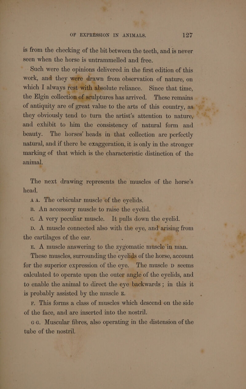 is from the checking of the bit between the teeth, and is never seen when the horse is untrammelled and free. ‘Such were the opinions delivered in the first edition of this work, and they were drawn from observation of nature, on which I always rest with absolute reliance. Since that time, ; 2 : the Elgin collection o “sculptures has arrived. These remains and exhibit to him the consistency of natural form and beauty. The horses’ heads in that collection are perfectly natural, and if there be exaggeration, it is only in the stronger marking of that which is the characteristic distinction of the animal. The next drawing represents the muscles of the horse’s head. | AA. The orbicular muscle of the eyelids. B, An accessory muscle to raise the eyelid. c. A very peculiar muscle. It pulls down the eyelid. D. A muscle connected also with the eye, and arising from the cartilages of the ear. : - Po : E. A muscle answering to the zygomatic muscle in man. These muscles, surrounding the eyelids of the horse, account for the superior expression of the eye. The muscle D seems calculated to operate upon the outer angle of the eyelids, and to enable the animal to direct the eye backwards ; in this it is probably assisted by the muscle £. F. This forms a class of muscles which descend on the side of the face, and are inserted into the nostril. @a¢. Muscular fibres, also operating in the distension of the tube of the nostril. | %