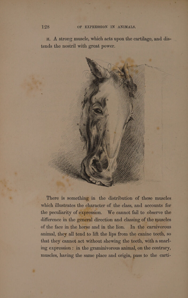 H. A strong muscle, which acts upon the cartilage, and dis- tends the nostril with great power. There is something in the distribution of these muscles which illustrates the character of the class, and accounts for the peculiarity of expression. We cannot fail to observe the difference in the general direction and classing of the muscles of the face in the horse and in the lion. In the carnivorous animal, they all tend to lift the lips from the canine teeth, so that they cannot act without shewing the teeth, with a snarl- ing expression : in the graminivorous animal, on the contrary, muscles, having the same place and origin, pass to the carti-