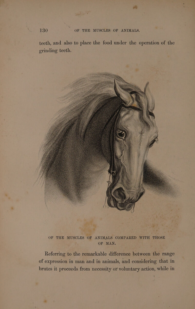 teeth, and also to place the food under the operation of the OF THE MUSCLES OF ANIMALS COMPARED WITH THOSE OF MAN Referring to the remarkable difference between the range of expression in man and in animals, and considering that in brutes it proceeds from necessity or voluntary action, while in