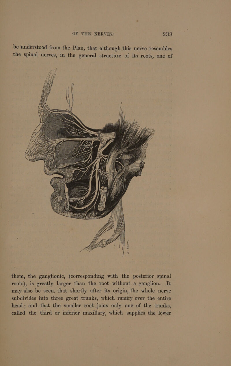 be understood from the Plan, that although this nerve resembles the spinal nerves, in the general structure of its roots, one of them, the ganglionic, (corresponding with the posterior spinal roots), is greatly larger than the root without a ganglion. It may also be seen, that shortly after its origin, the whole nerve subdivides into three great trunks, which ramify over the entire head; and that the smaller root joins only one of the trunks, called the third or inferior maxillary, which supplies the lower