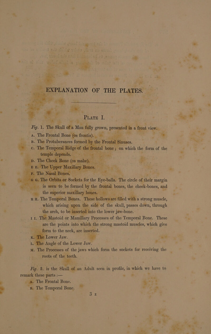 _ EXPLANATION OF THE PLATES, es ae . BA &gt; ——~ “ © Phat, Priate I, fig. 1. The Skull of a Man fully sau presaaeees ima front view. . A. The Frontal Bone (os frontis). _ ss * 8. The Protuberances formed b ae Frontal Sinuses. +. iC. Ee Temporal Ridge of the frontal bone ; ; on which the form of the ‘“ temple depends. Met tek Fee ‘ pv. The Cheek Bone (os male). md , : EE. The Upper Maxillary Bones. F ® The Nasal Bones. | @ Gg. The Orbits or Sockets for the Hye balls: The circle of thelr margin en Pia diet is seen to be formed by the frontal bones, the cheek-bones, and __ the superior maxillary bones. ‘a u H. The Temporal Bones. These hollows are filled with a strong muscle, which arising upon the side of the skull, passes down, through _the arch, to be ‘inserted. into the lower jaw-bone. — 11. The Mastoid or Mamillary Processes of the Temporal Bone. These are the points into which the strong mastoid muscles, which og _ form to the neck, are inserted. ay &gt; Lower Jaw. x =? ii The Angle of the Lower Jaw. : P ut. The Processes of the j jaws which form the sockets for receiving the roots of the teeth. « : Py. 2. is the Skull of an Adult seen in profile, in which we have to remark these parts :— » * _ a. The Frontal Bone. i. . ’ B. The Temporal Bone. ns iS) N 