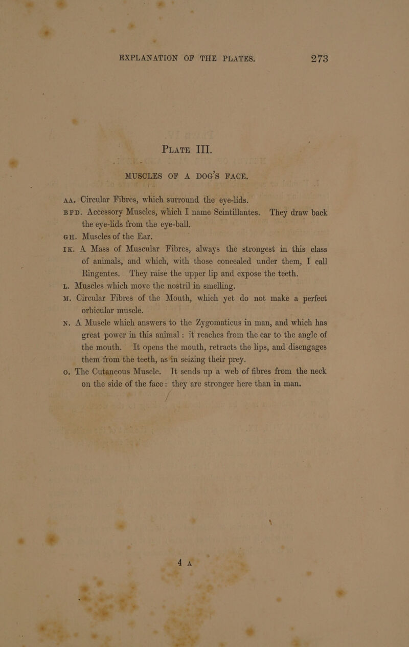 PiLAtEe III. MUSCLES OF A DOG’S FACE. aa, Circular Fibres, which surround the eye-lids. BFD. Accessory Muscles, which I name Scintillantes. They draw back the eye-lids from the eye-ball. GH. Muscles of the Har. 1k. A Mass of Muscular Fibres, always the strongest in this class of animals, and which, with those concealed under them, I call Ringentes. They raise the upper lip and expose the teeth. L. Muscles which move the nostril in smelling. M. Circular Fibres of the Mouth, which yet do not make a perfect orbicular muscle. Nn. A Muscle which answers to the Zygomaticus in man, and which has great power in this animal: it reaches from the ear to the angle of the mouth. It opens the mouth, retracts the lips, and disengages them from the teeth, as in seizing their prey. 0. The Cutaneous Muscle. Jt sends up a web of fibres from the neck on the side of the face: they are stronger here than in man. / / « , , * 4 a. , oil * - ee Ber e “ee of . e ieee *.;  . 2 2 *, a ® . J 2, &gt;. “ % ap Net * &gt;