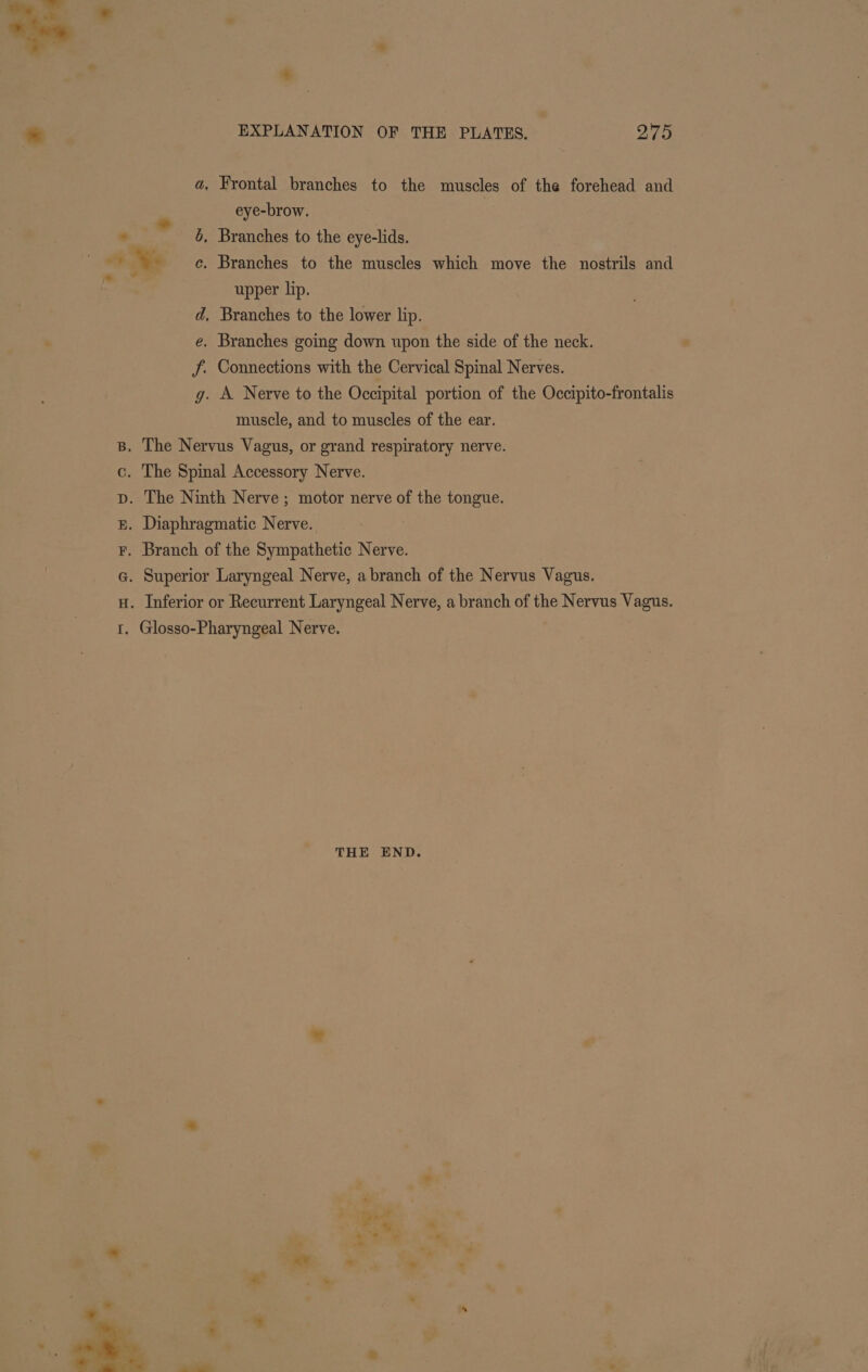a, Frontal branches to the muscles of the forehead and eye-brow. | 7 6, Branches to the eye-lids. “&gt; * c. Branches to the muscles which move the nostrils and upper lip. d, Branches to the lower lip. e. Branches going down upon the side of the neck. J. Connections with the Cervical Spinal Nerves. g. A Nerve to the Occipital portion of the Occipito-frontalis muscle, and to muscles of the ear. . The Nervus Vagus, or grand respiratory nerve. . The Spinal Accessory Nerve. . The Ninth Nerve; motor nerve of the tongue. . Diaphragmatic Nerve. . Branch of the Sympathetic Nerve. . Superior Laryngeal Nerve, a branch of the Nervus Vagus. . Inferior or Recurrent Laryngeal Nerve, a branch of the Nervus Vagus. Glosso-Pharyngeal Nerve. pla elospe cepye th icok vjcol gue tek fos, THE END. sd . * “y - - * a r; “ * = eee ihe ae . ” * a be Si