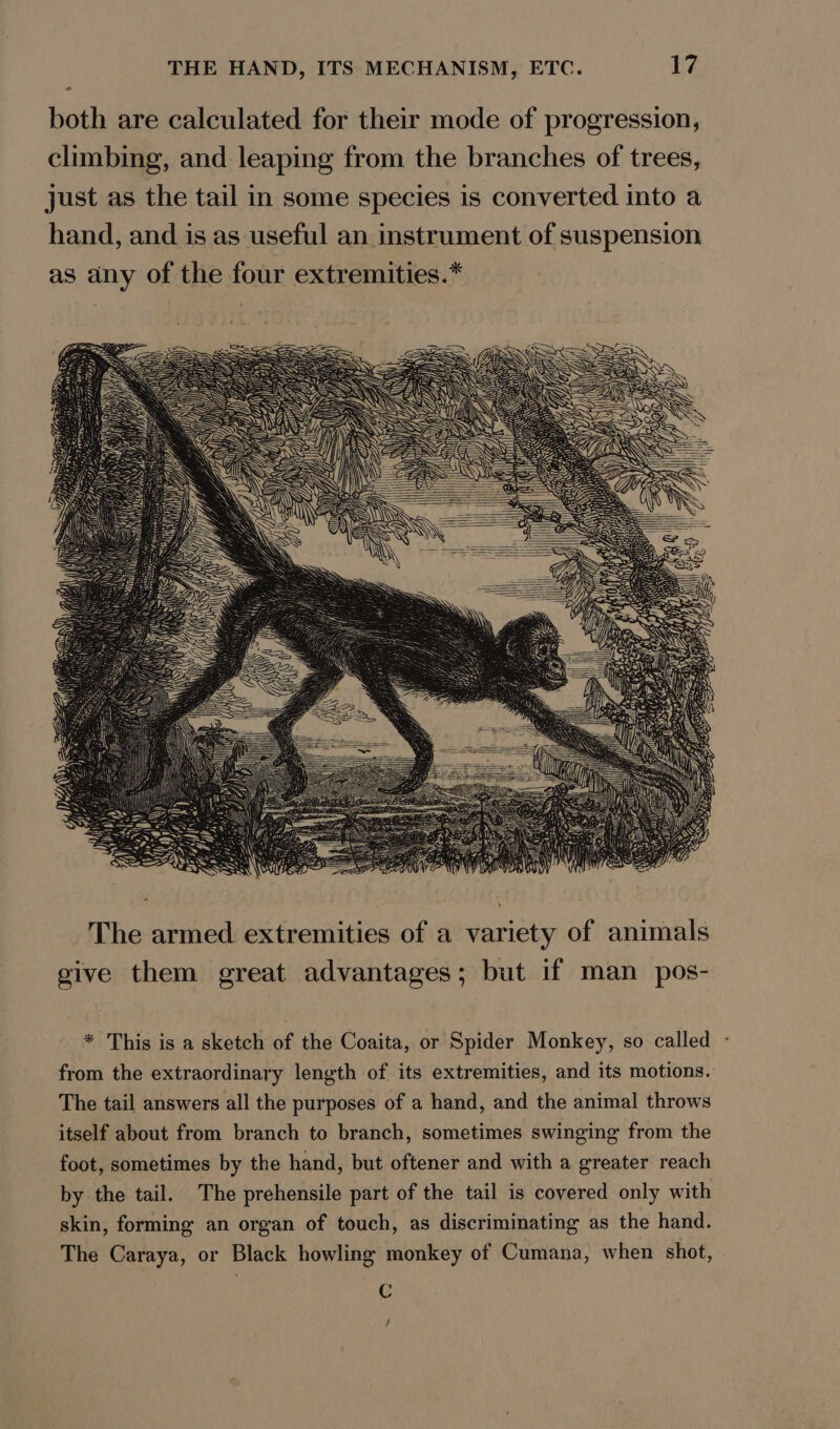 * both are calculated for their mode of progression, climbing, and leaping from the branches of trees, just as the tail in some species is converted into a hand, and is as useful an instrument of suspension as any of the four extremities.* The armed extremities of a variety of animals give them great advantages; but if man pos- * This is a sketch of the Coaita, or Spider Monkey, so called from the extraordinary length of its extremities, and its motions. The tail answers all the purposes of a hand, and the animal throws itself about from branch to branch, sometimes swinging from the foot, sometimes by the hand, but oftener and with a greater reach by the tail. The prehensile part of the tail is covered only with skin, forming an organ of touch, as discriminating as the hand. The Caraya, or Black howling monkey of Cumana, when shot, C /