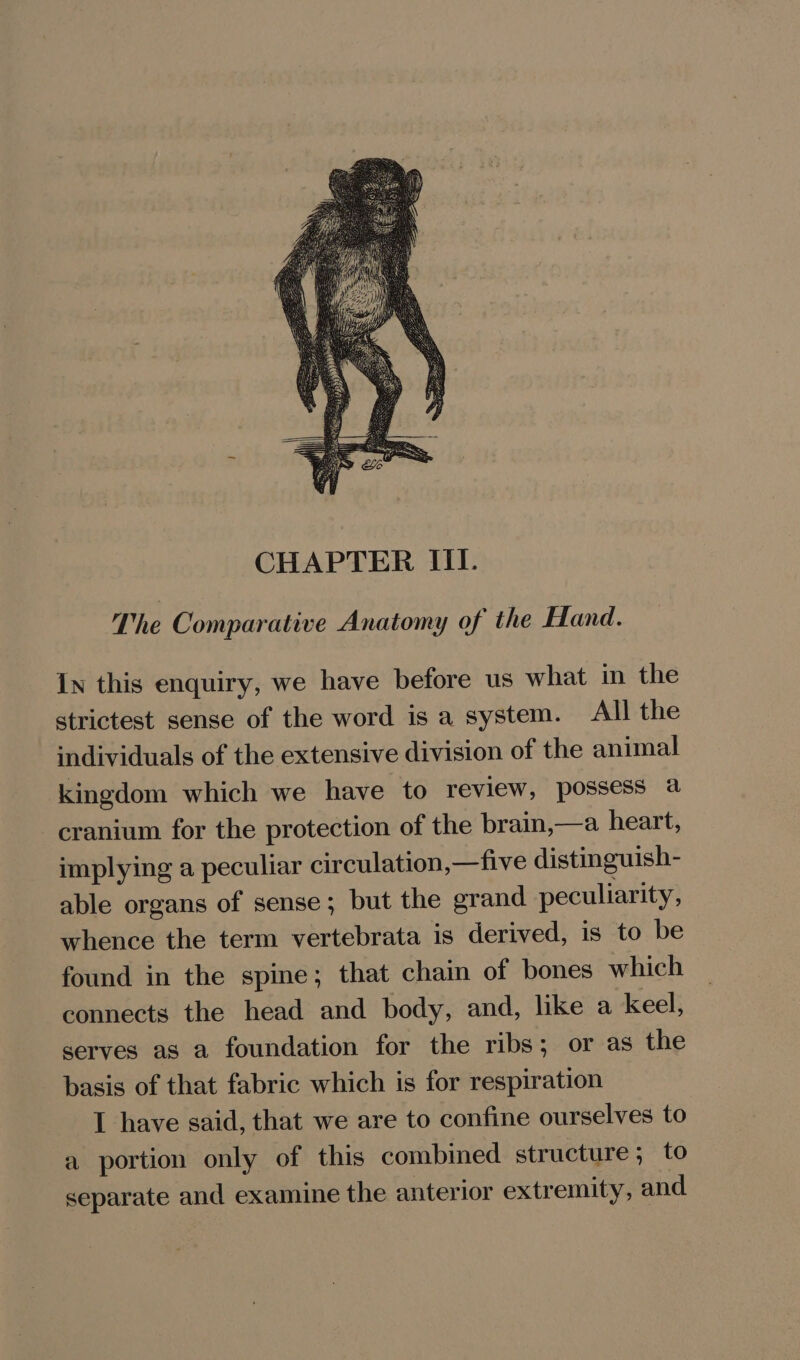 CHAPTER III. The Comparative Anatomy of the Hand. In this enquiry, we have before us what in the strictest sense of the word is a system. All the individuals of the extensive division of the animal kingdom which we have to review, possess a cranium for the protection of the brain,—a heart, implying a peculiar circulation,—five distinguish- able organs of sense; but the grand peculiarity, whence the term vertebrata is derived, is to be found in the spine; that chain of bones which connects the head and body, and, like a keel, serves as a foundation for the ribs; or as the basis of that fabric which is for respiration I have said, that we are to confine ourselves to a portion only of this combined structure; to separate and examine the anterior extremity, and