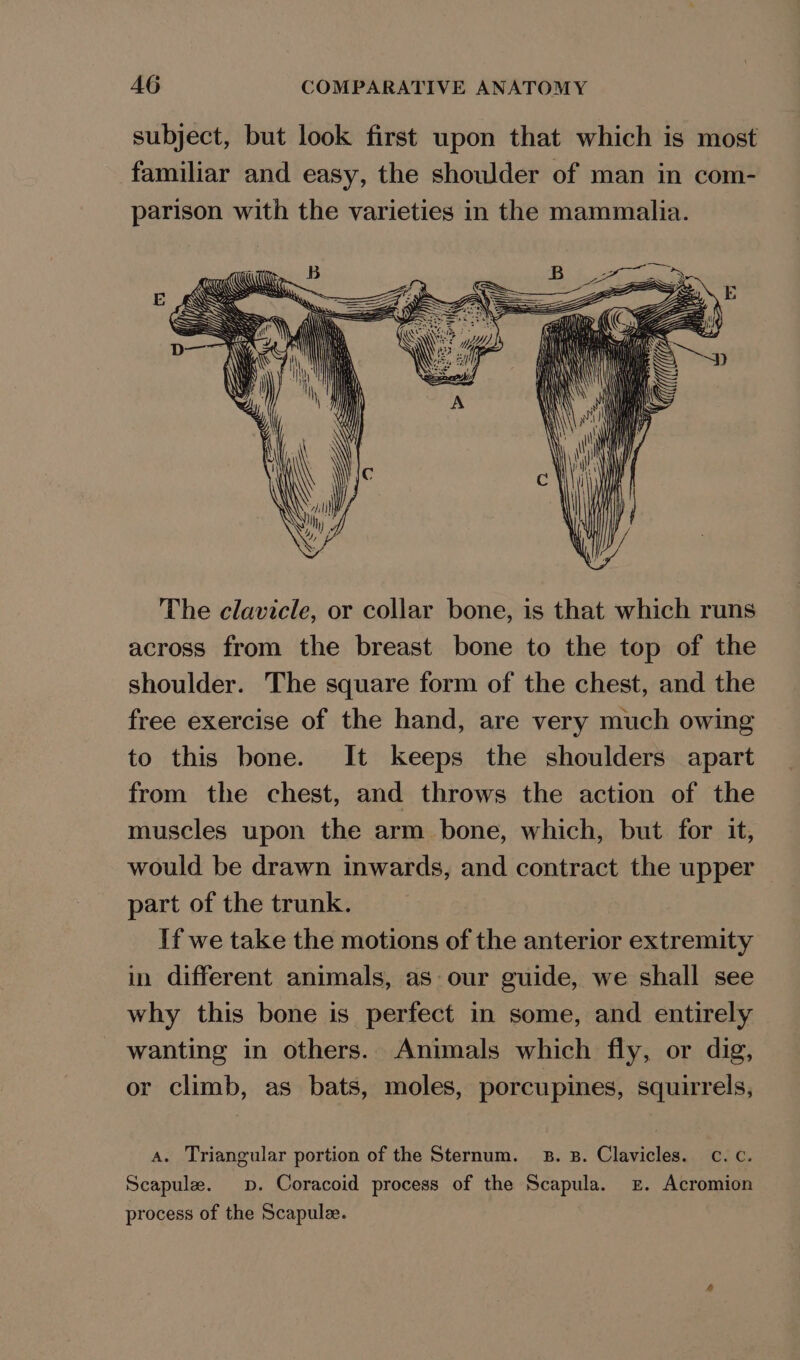 subject, but look first upon that which is most familiar and easy, the shoulder of man in com- parison with the varieties in the mammalia. The clavicle, or collar bone, is that which runs across from the breast bone to the top of the shoulder. The square form of the chest, and the free exercise of the hand, are very much owing to this bone. It keeps the shoulders apart from the chest, and throws the action of the muscles upon the arm bone, which, but for it, would be drawn inwards, and contract the upper part of the trunk. If we take the motions of the anterior extremity in different animals, as our guide, we shall see why this bone is perfect in some, and entirely wanting in others. Animals which fly, or dig, or climb, as bats, moles, porcupines, squirrels, A. Triangular portion of the Sternum. B. B. Clavicles. c. c. Scapule. pv. Coracoid process of the Scapula. £. Acromion process of the Scapule.