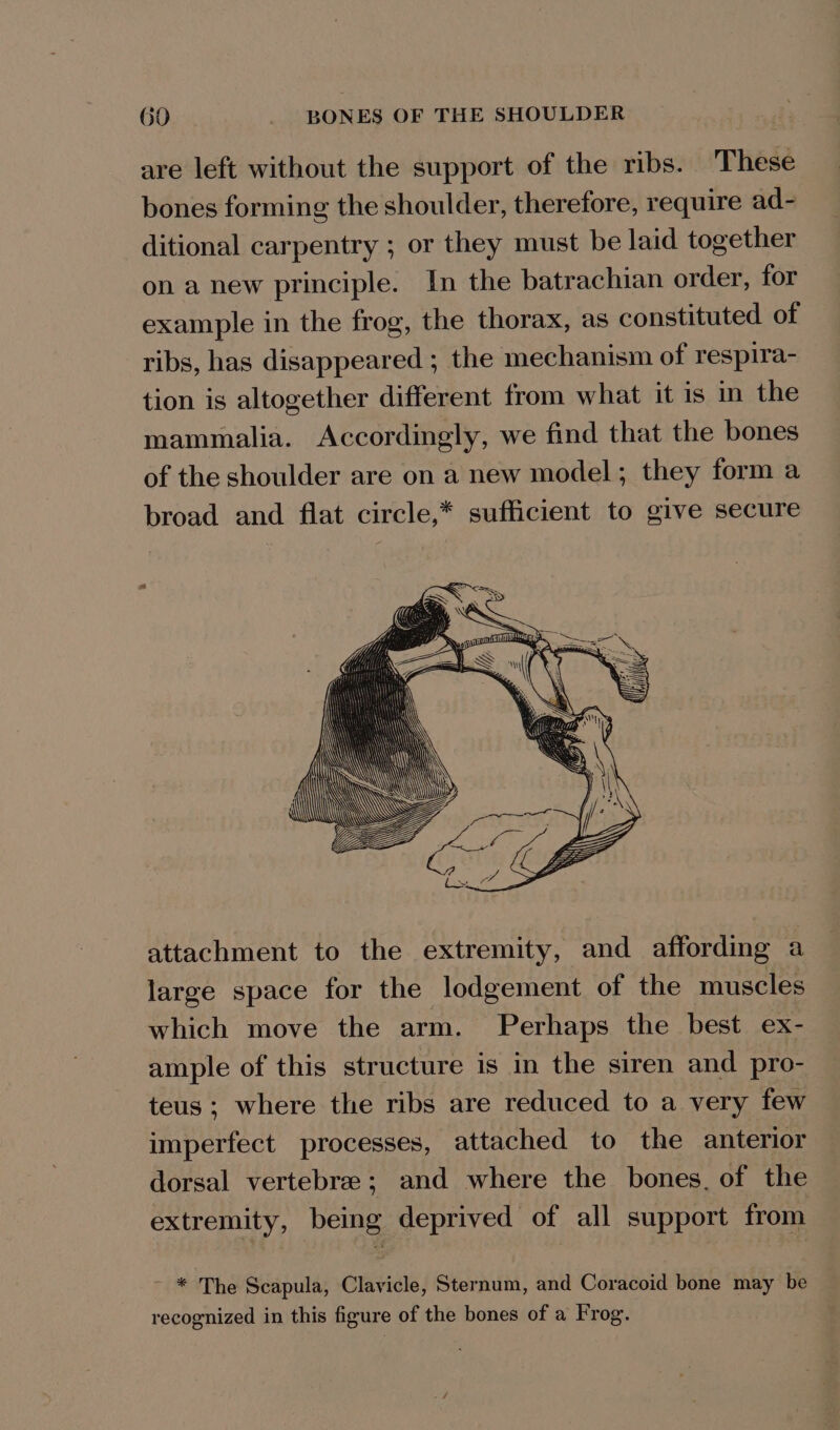 are left without the support of the ribs. These bones forming the shoulder, therefore, require ad- ditional carpentry ; or they must be laid together on a new principle. In the batrachian order, for example in the frog, the thorax, as constituted of ribs, has disappeared ; the mechanism of respira- tion is altogether different from what it is in the mammalia. Accordingly, we find that the bones of the shoulder are on a new model; they form a broad and flat circle,* sufficient to give secure attachment to the extremity, and affording a large space for the lodgement of the muscles which move the arm. Perhaps the best ex- ample of this structure is in the siren and pro- teus; where the ribs are reduced to a very few imperfect processes, attached to the anterior dorsal vertebree; and where the bones, of the extremity, being deprived of all support from ~ * The Scapula, Clavicle, Sternum, and Coracoid bone may be recognized in this figure of the bones of a Frog.
