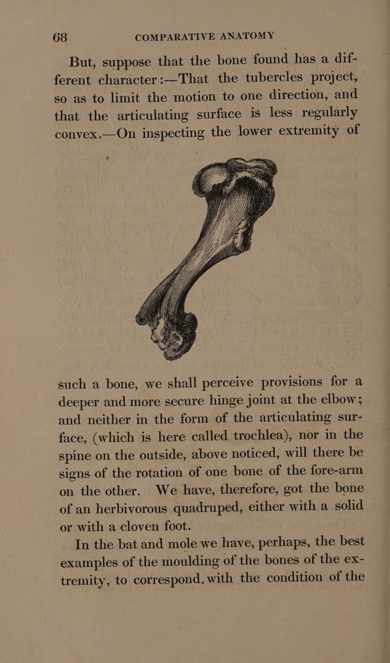 But, suppose that the bone found has a dif- ferent character:—That the tubercles project, so as to limit the motion to one direction, and that the articulating surface is less regularly convex.—On inspecting the lower extremity of such a bone, we shall perceive provisions for a deeper and more secure hinge joint at the elbow; and neither in the form of the articulating sur- face, (which is here called trochlea), nor in the spine on the outside, above noticed, will there be signs of the rotation of one bone of the fore-arm on the other. We have, therefore, got the bone of an herbivorous quadruped, either with a solid or with a cloven foot. In the bat and mole we have, perhaps, the best examples of the moulding of the bones of the ex- tremity, to correspond. with the condition of the