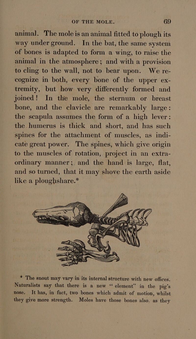 animal. The moleis an animal fitted to plough its way under ground. In the bat, the same system of bones is adapted to form a wing, to raise the animal in the atmosphere; and with a provision to cling to the wall, not to bear upon. We re- cognize in both, every bone of the upper ex- tremity, but how very differently formed and joined! In the mole, the sternum or breast bone, and the clavicle are remarkably large: the scapula assumes the form of a high lever: the humerus is thick and short, and has such spines for the attachment of muscles, as indi- cate great power. The spines, which give origin to the muscles of rotation, project in an extra- ordinary manner; and the hand is large, flat, and so turned, that it may shove the earth aside like a ploughshare.* * The snout may vary in its internal structure with new offices. Naturalists say that there is a new ‘ element” in the pig’s nose. It has, in fact, two bones which admit of motion, whilst they give more strength. Moles have those bones also. as they