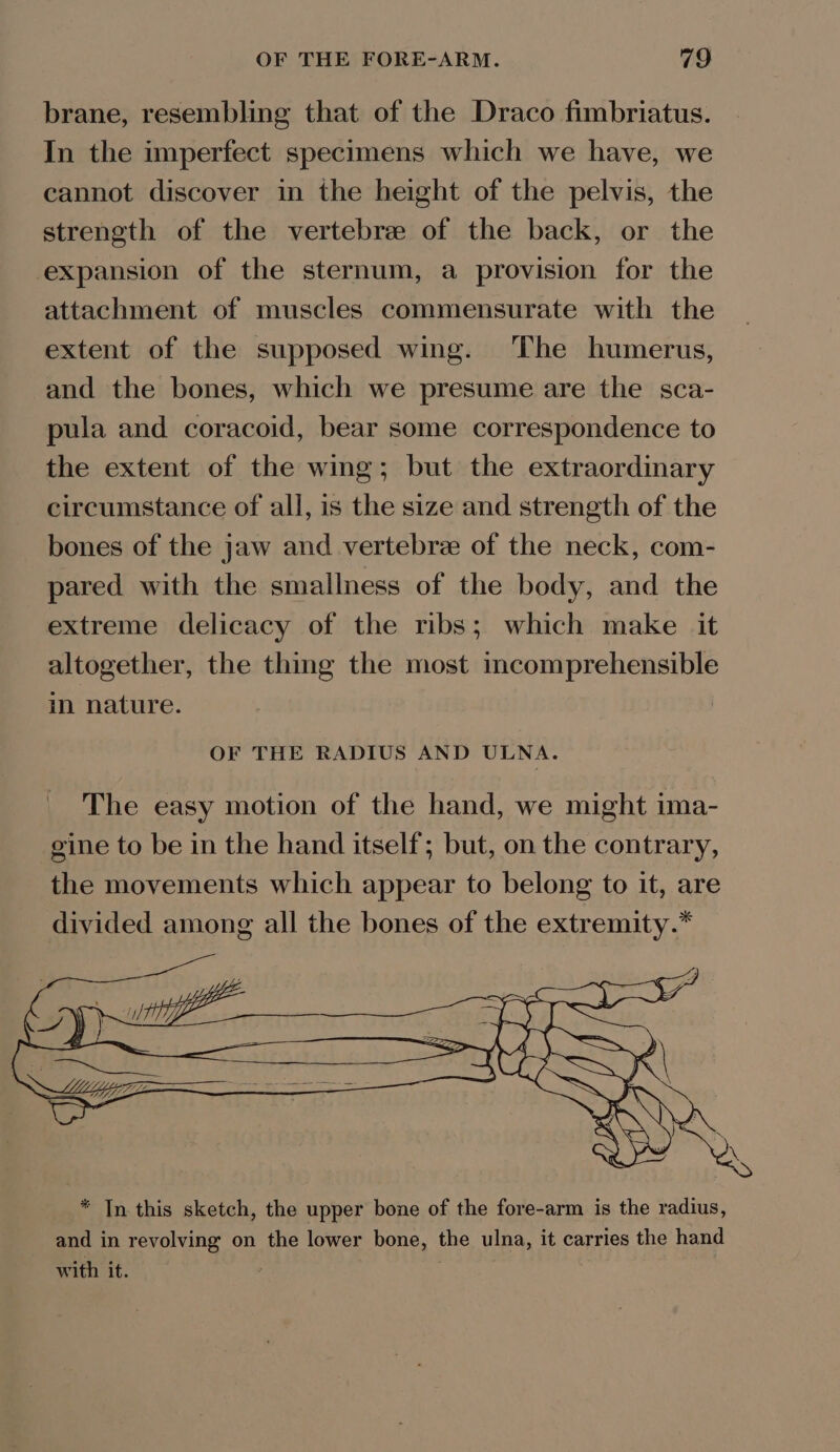 brane, resembling that of the Draco fimbriatus. In the imperfect specimens which we have, we cannot discover in the height of the pelvis, the strength of the vertebrae of the back, or the expansion of the sternum, a provision for the attachment of muscles commensurate with the extent of the supposed wing. The humerus, and the bones, which we presume are the sca- pula and coracoid, bear some correspondence to the extent of the wing; but the extraordinary circumstance of all, is the size and strength of the bones of the jaw and vertebre of the neck, com- pared with the smallness of the body, and the extreme delicacy of the ribs; which make it altogether, the thing the most incomprehensible in nature. OF THE RADIUS AND ULNA. * In this sketch, the upper bone of the fore-arm is the radius, and in revolving on the lower bone, the ulna, it carries the hand with it. : ae