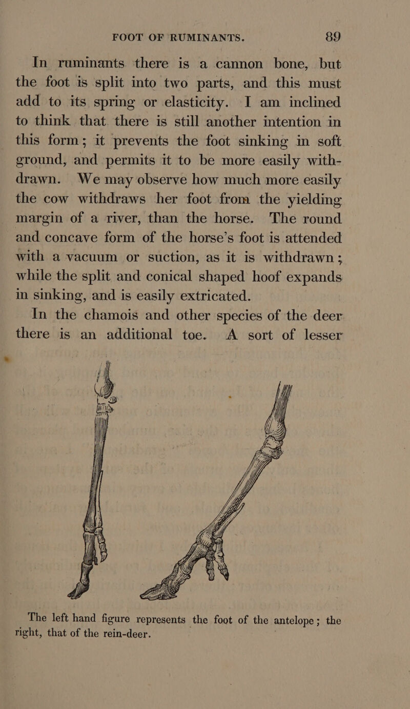 In ruminants there is a cannon bone, but the foot is split into two parts, and this must add to its spring or elasticity. I am inclined to think that. there is still another intention in this form; it prevents the foot sinking in soft ground, and permits it to be more easily with- drawn. We may observe how much more easily the cow withdraws her foot from the yielding margin of a river, than the horse. The round and concave form of the horse’s foot is attended with a vacuum or suction, as it is withdrawn; while the split and conical shaped hoof expands in sinking, and is easily extricated. In the chamois and other species of the deer there is an additional toe. A sort of lesser The left hand figure represents the foot of the antelope ; the right, that of the rein-deer.